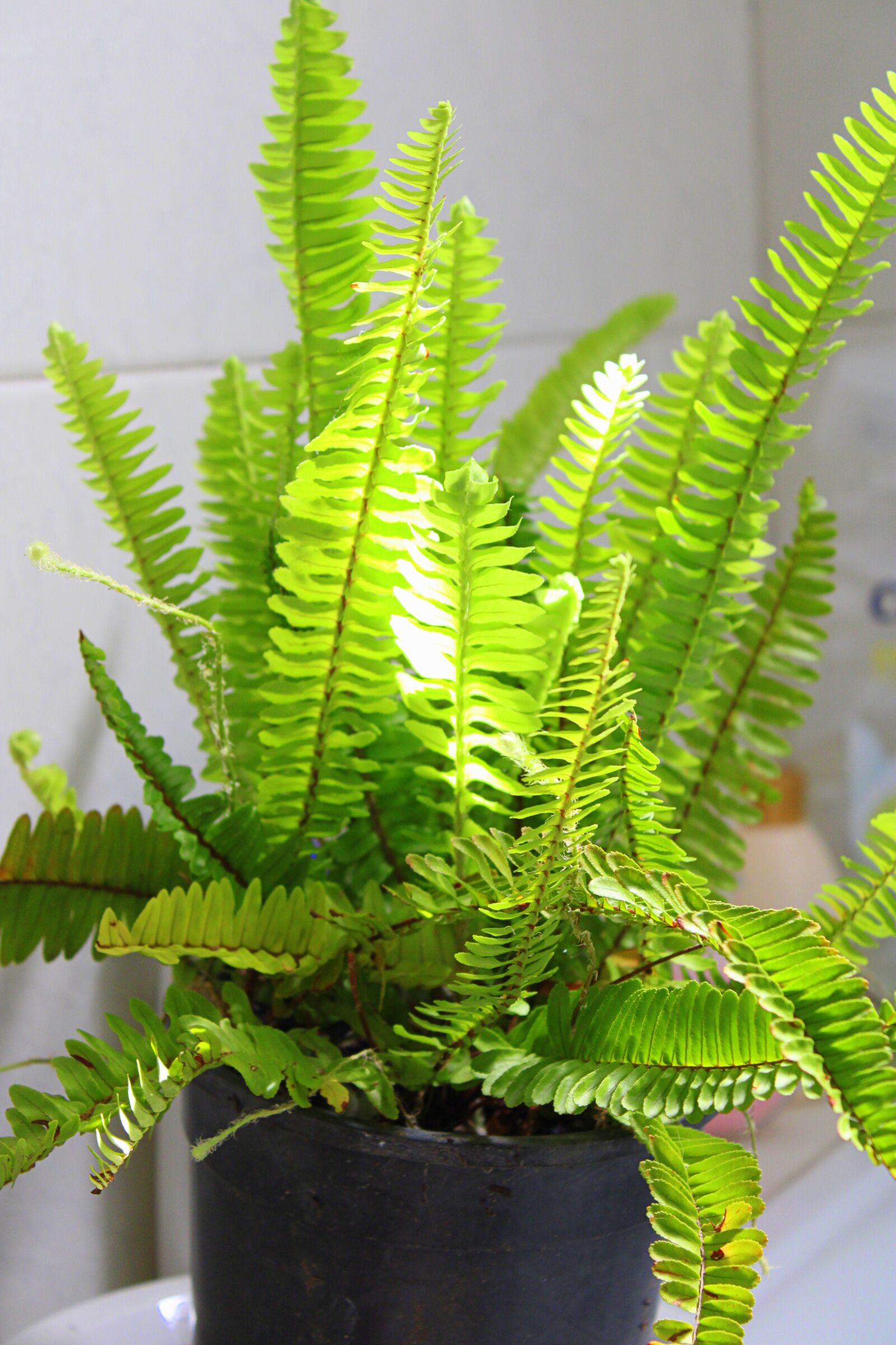 Canon EOS 2000D (EOS Rebel T7 / EOS Kiss X90 / EOS 1500D) sample photo. Boston fern, fern, house photography