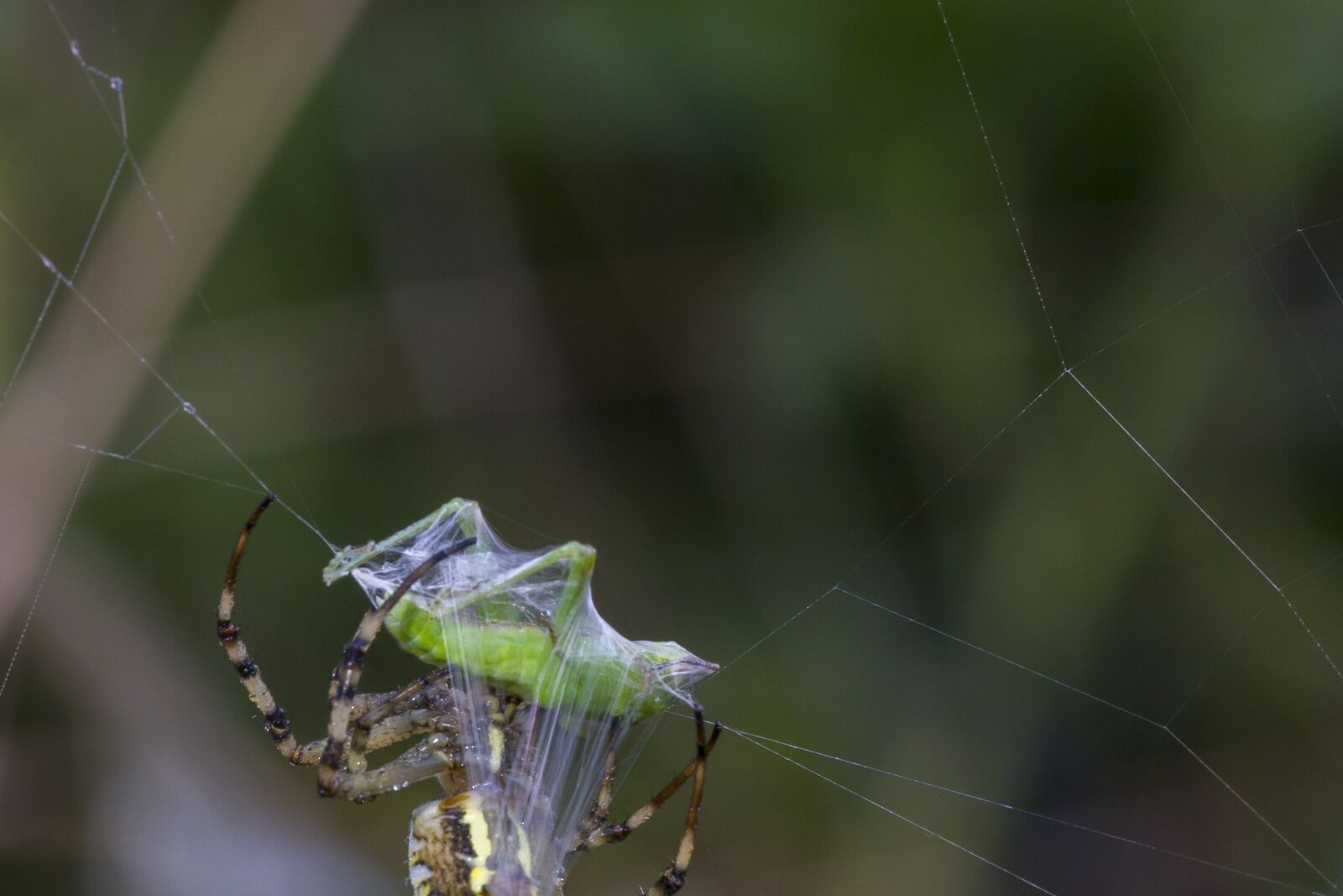Canon EOS 7D sample photo. Grasshopper, in the network photography
