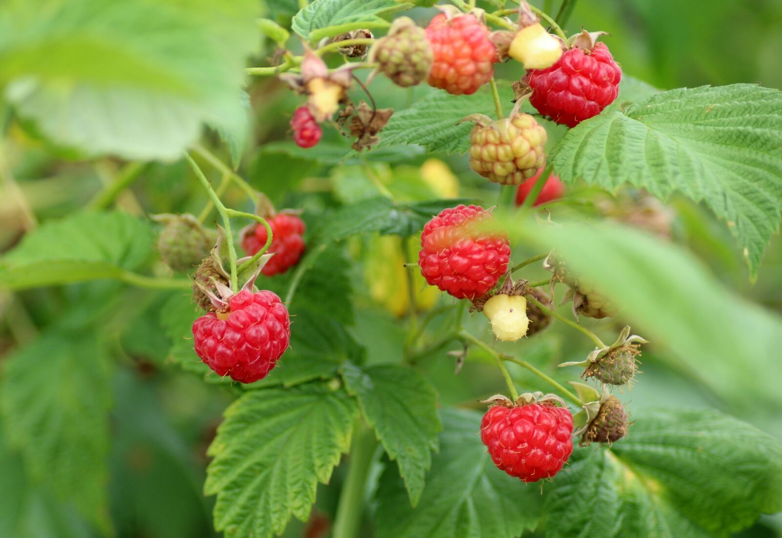 Canon EOS 1200D (EOS Rebel T5 / EOS Kiss X70 / EOS Hi) sample photo. Raspberries, fruit, bush photography