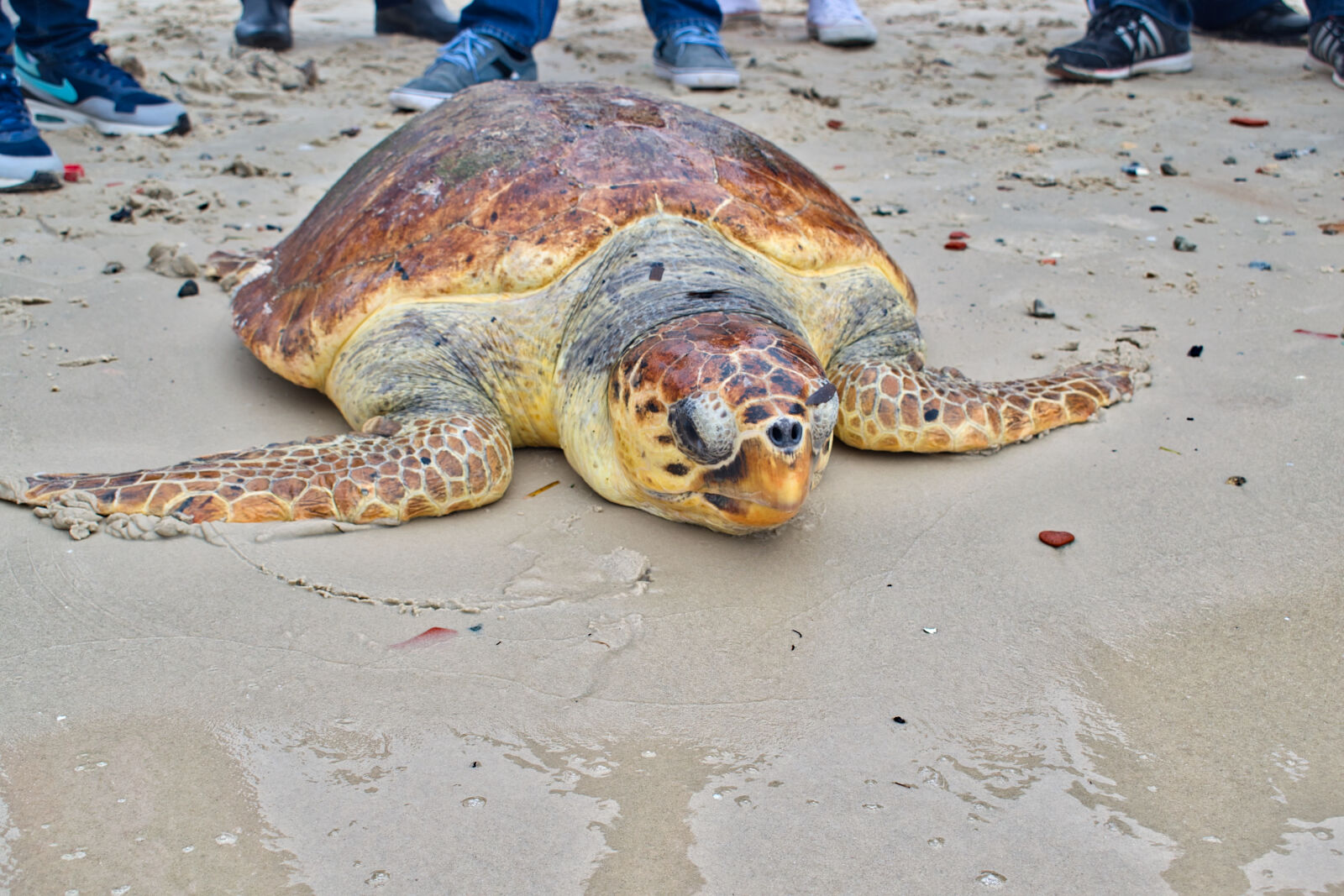 Nikon D5500 sample photo. Animal, animal, photography, beach photography