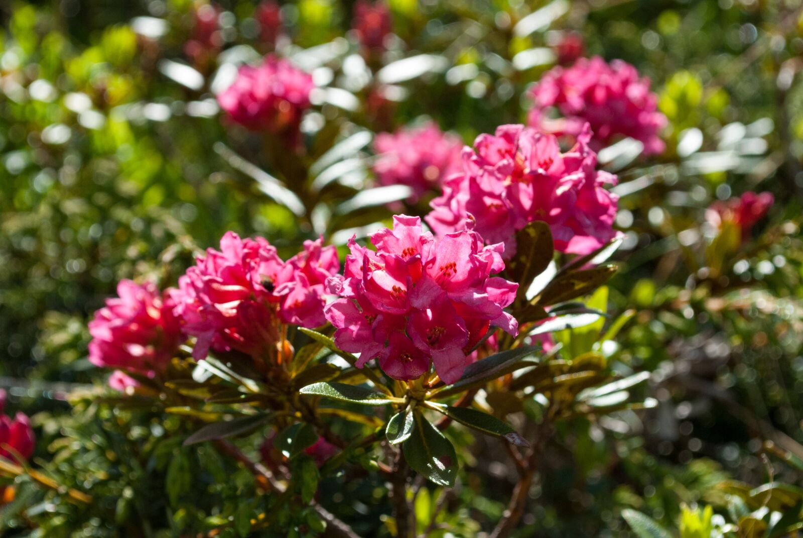 Nikon D60 sample photo. Alpine rose, almrausch, flower photography