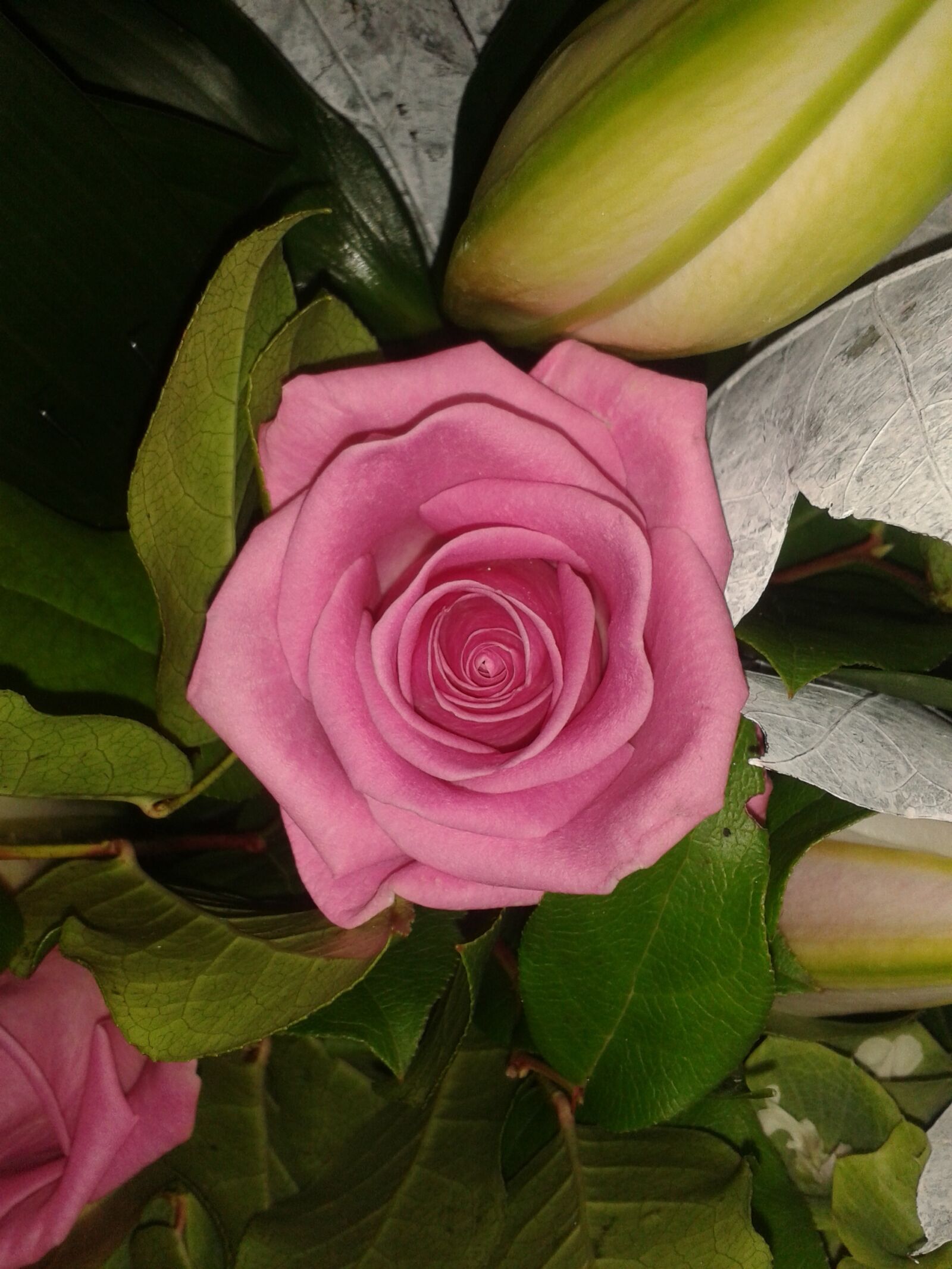 Samsung Galaxy S3 Mini sample photo. Rose, pink, flower photography