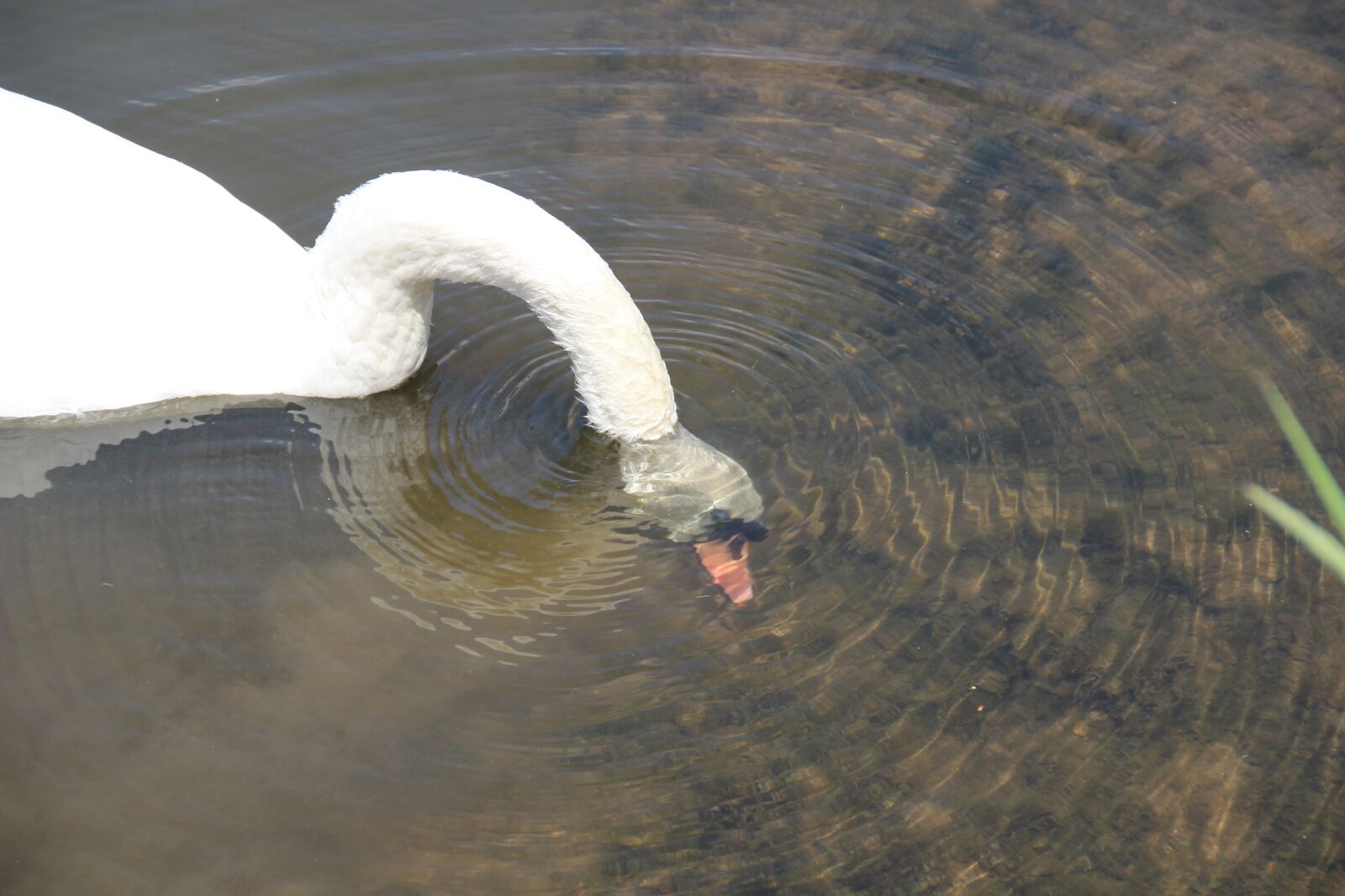 Canon EOS 600D (Rebel EOS T3i / EOS Kiss X5) sample photo. Swan, head, immersion photography