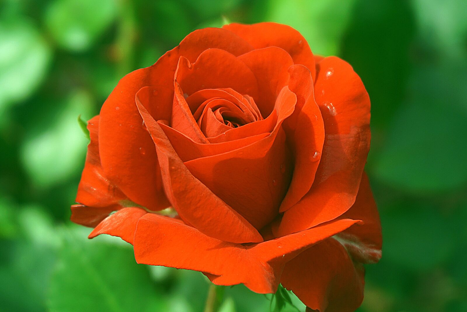 Sony a6000 sample photo. Rose, flower, red photography