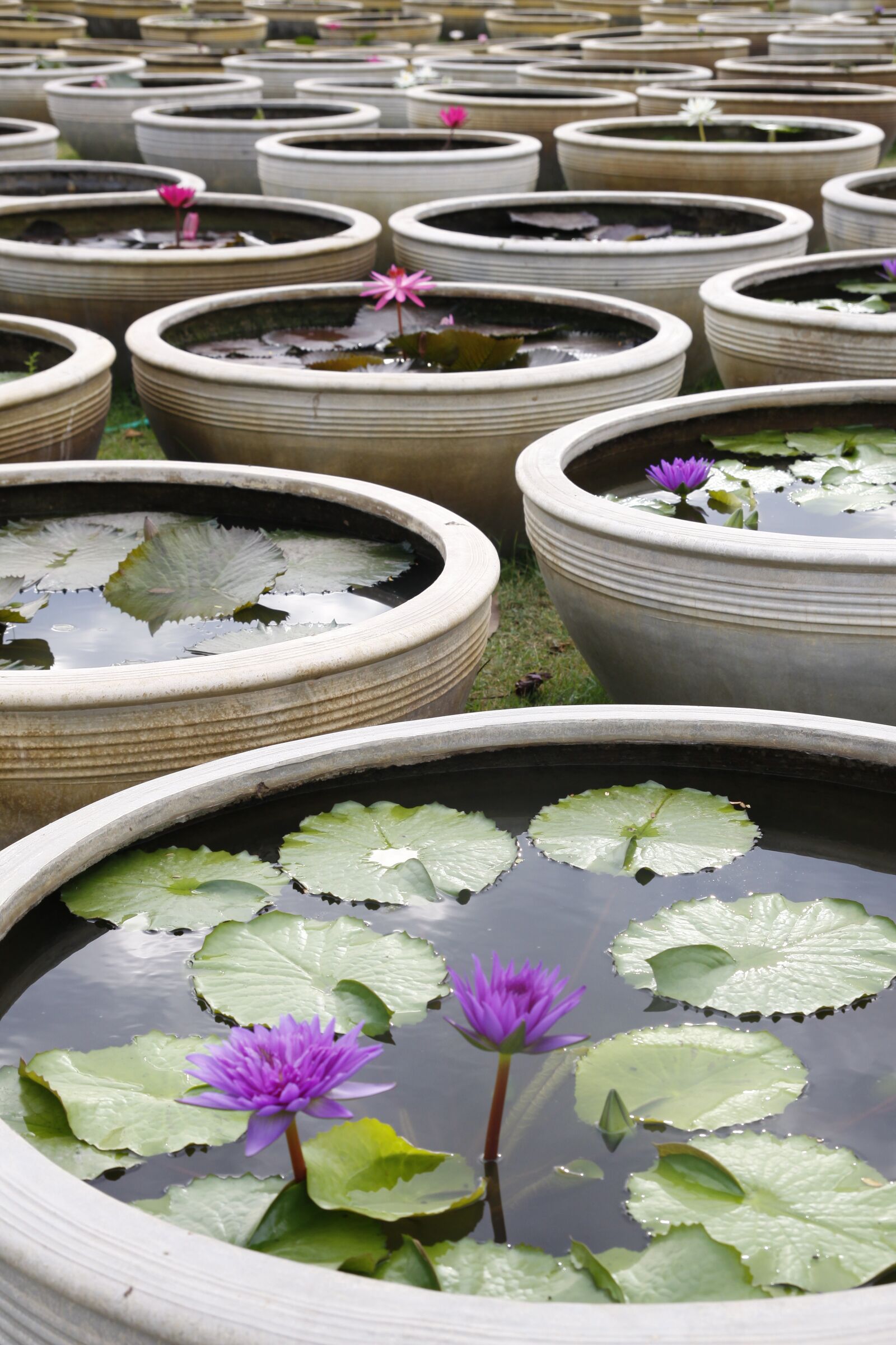 Canon EOS 50D sample photo. Water lily, blooming, pond photography