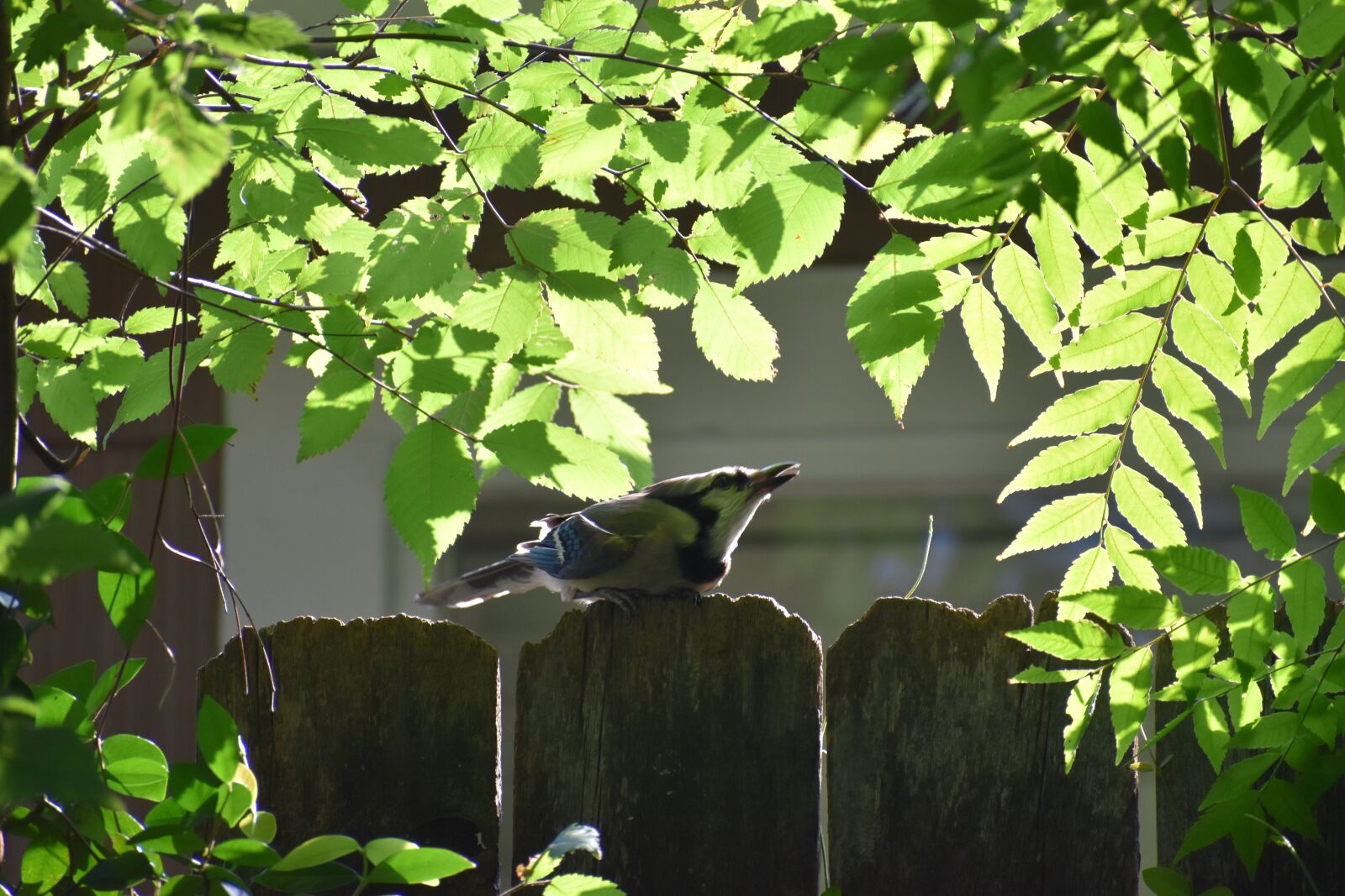 Nikon D3500 sample photo. Blue jay, baby bird photography