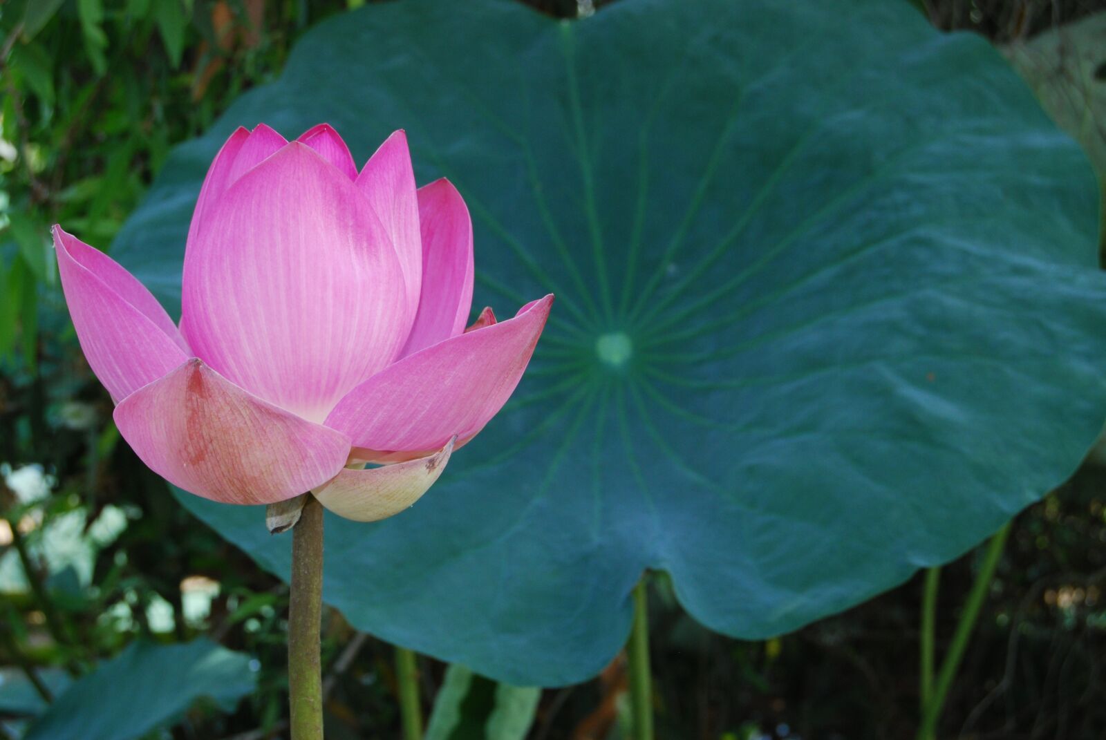 Nikon D40X sample photo. Flowers, landscapes, lotus flowers photography