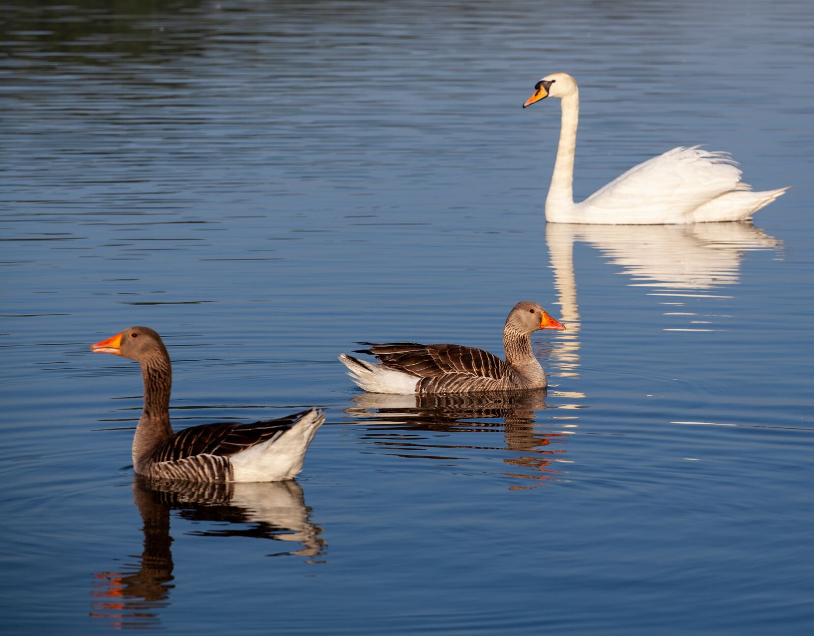 Canon EF 70-200mm F4L USM sample photo. Geese and swan, geese photography