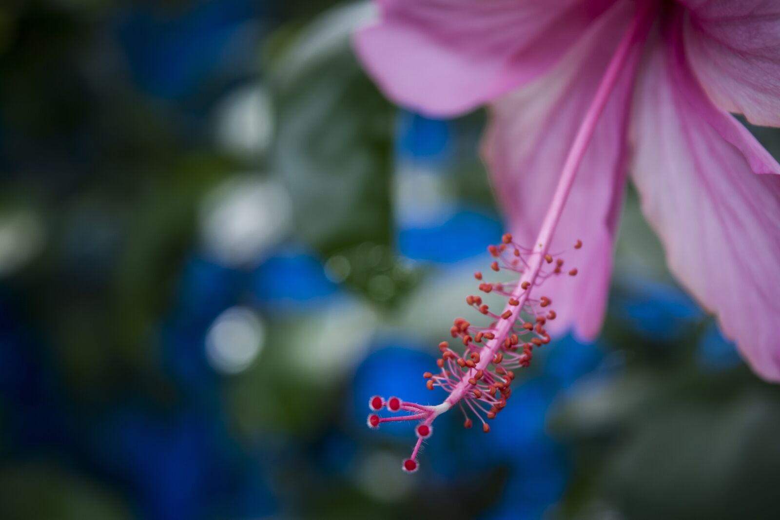 Nikon D5200 sample photo. Flower, garden, floral photography