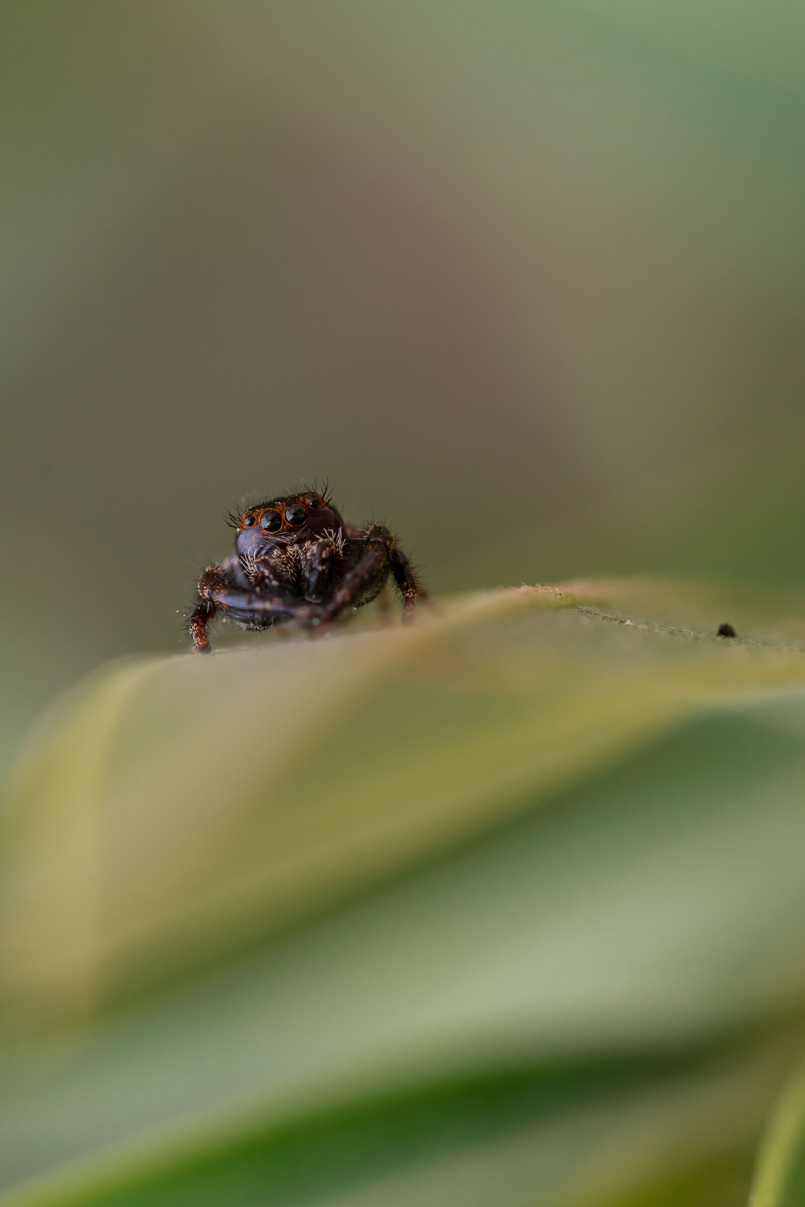 Tamron SP 90mm F2.8 Di VC USD 1:1 Macro (F004) sample photo. Jumping spider photography