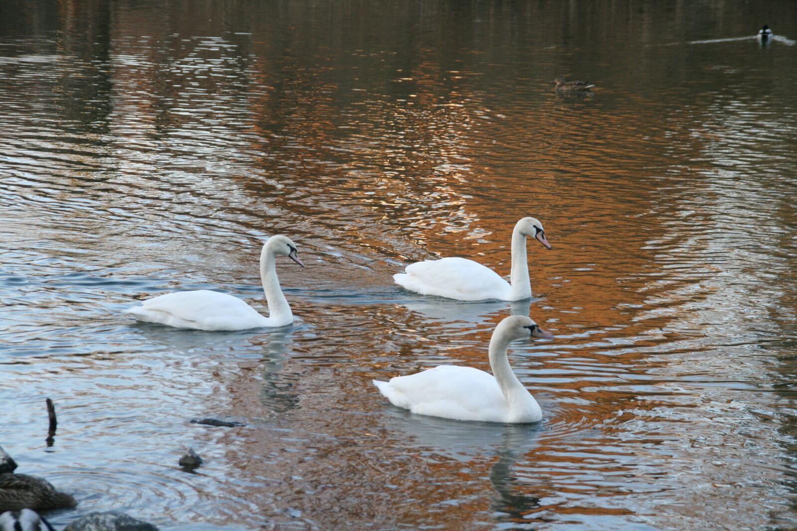 Canon EOS 400D (EOS Digital Rebel XTi / EOS Kiss Digital X) sample photo. Swan, puddle, lake photography