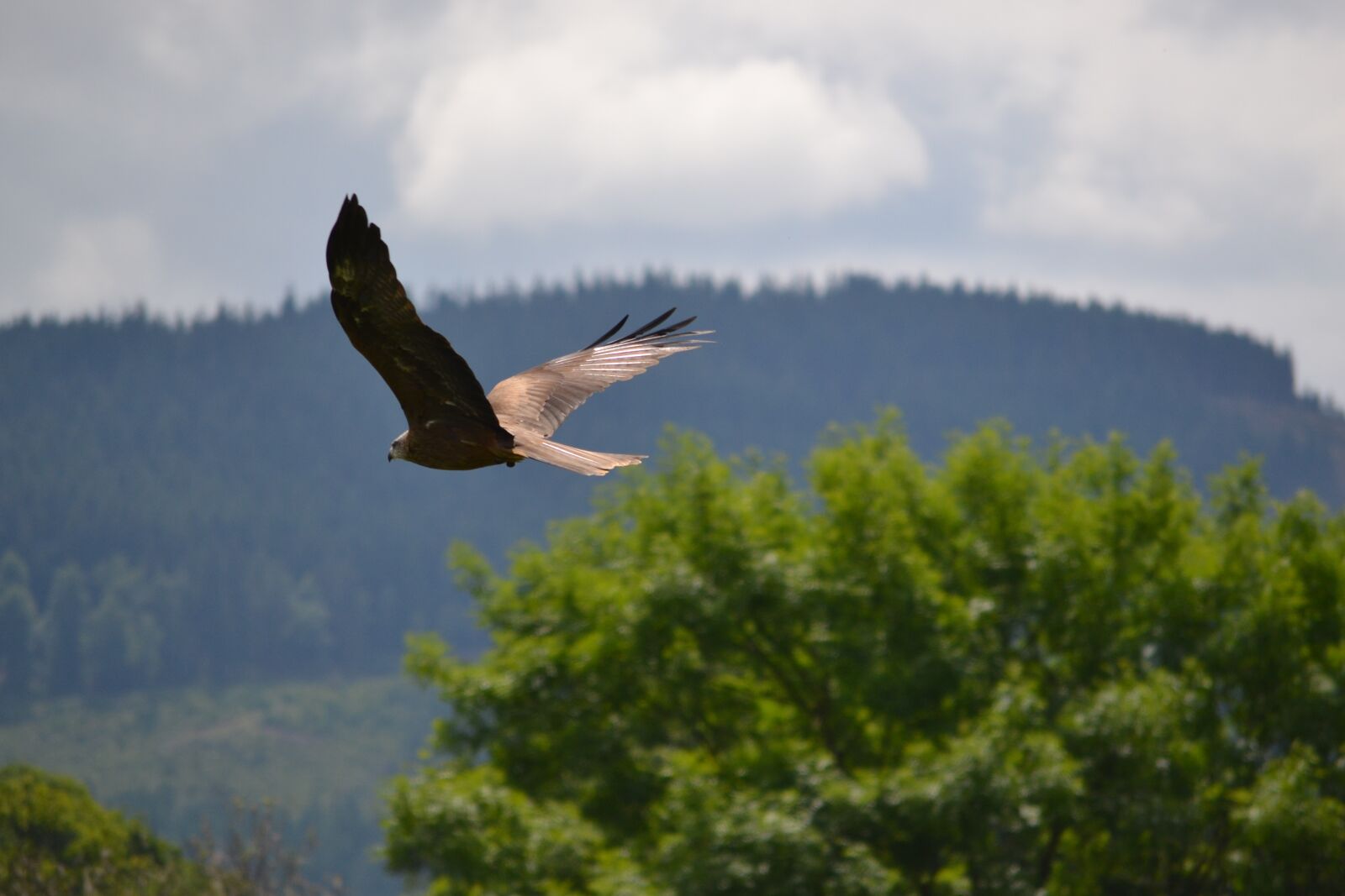 Nikon D3100 sample photo. Golden eagle, flying, trees photography