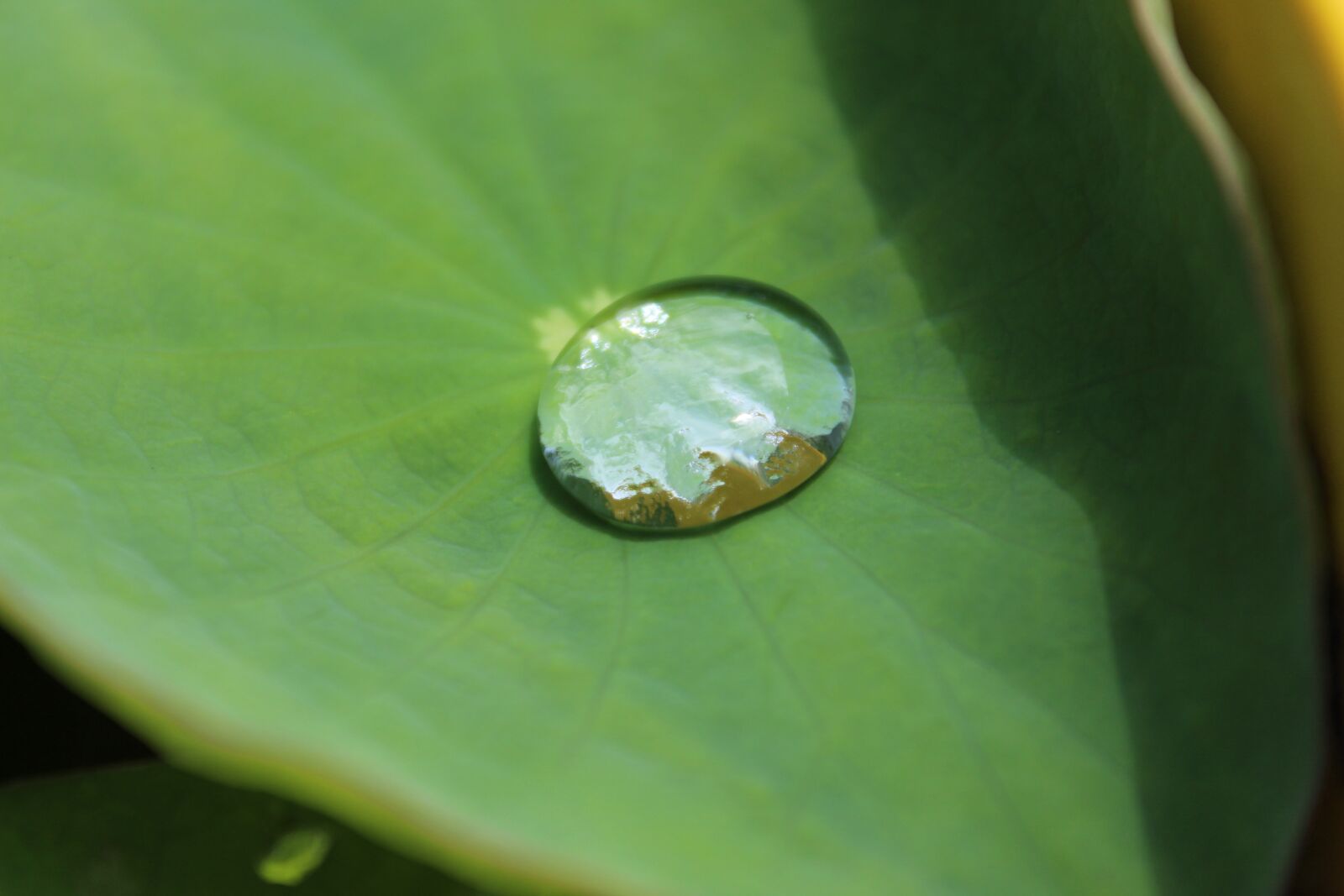 Canon EOS 1300D (EOS Rebel T6 / EOS Kiss X80) sample photo. Water, leaf, capsule photography