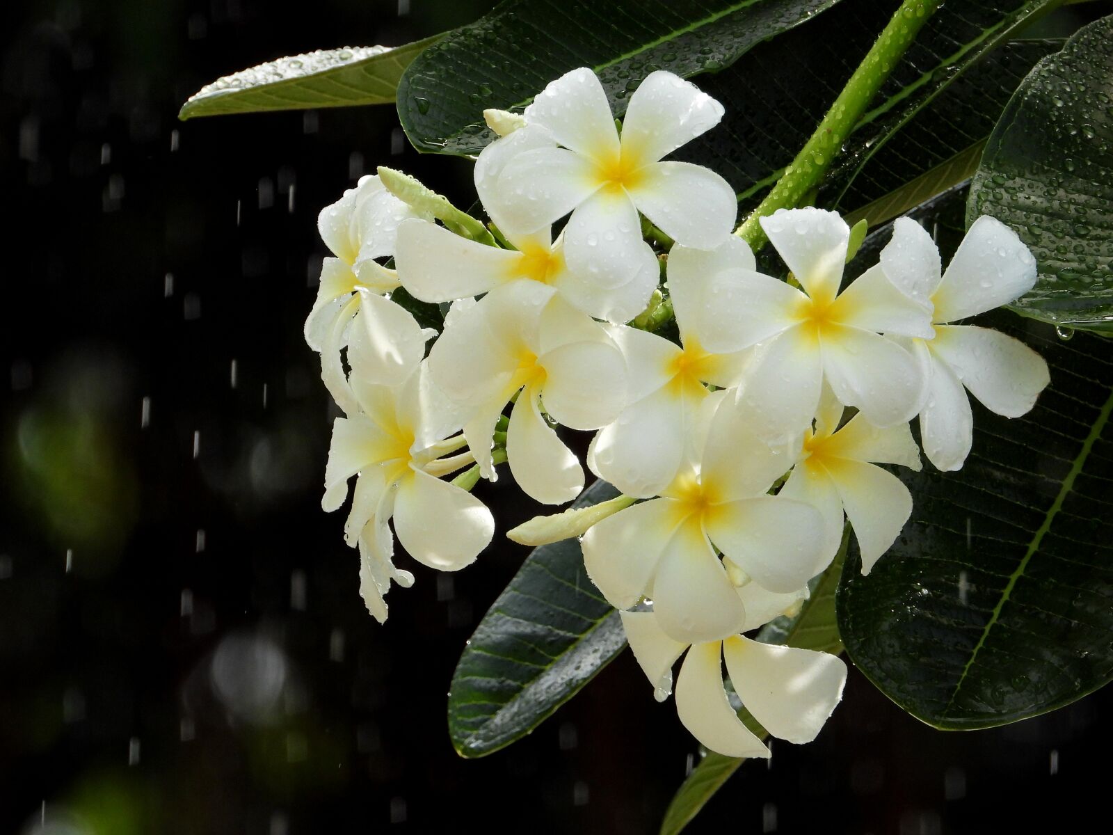 Nikon Coolpix P1000 sample photo. Porcelain flowers, white, pistil photography