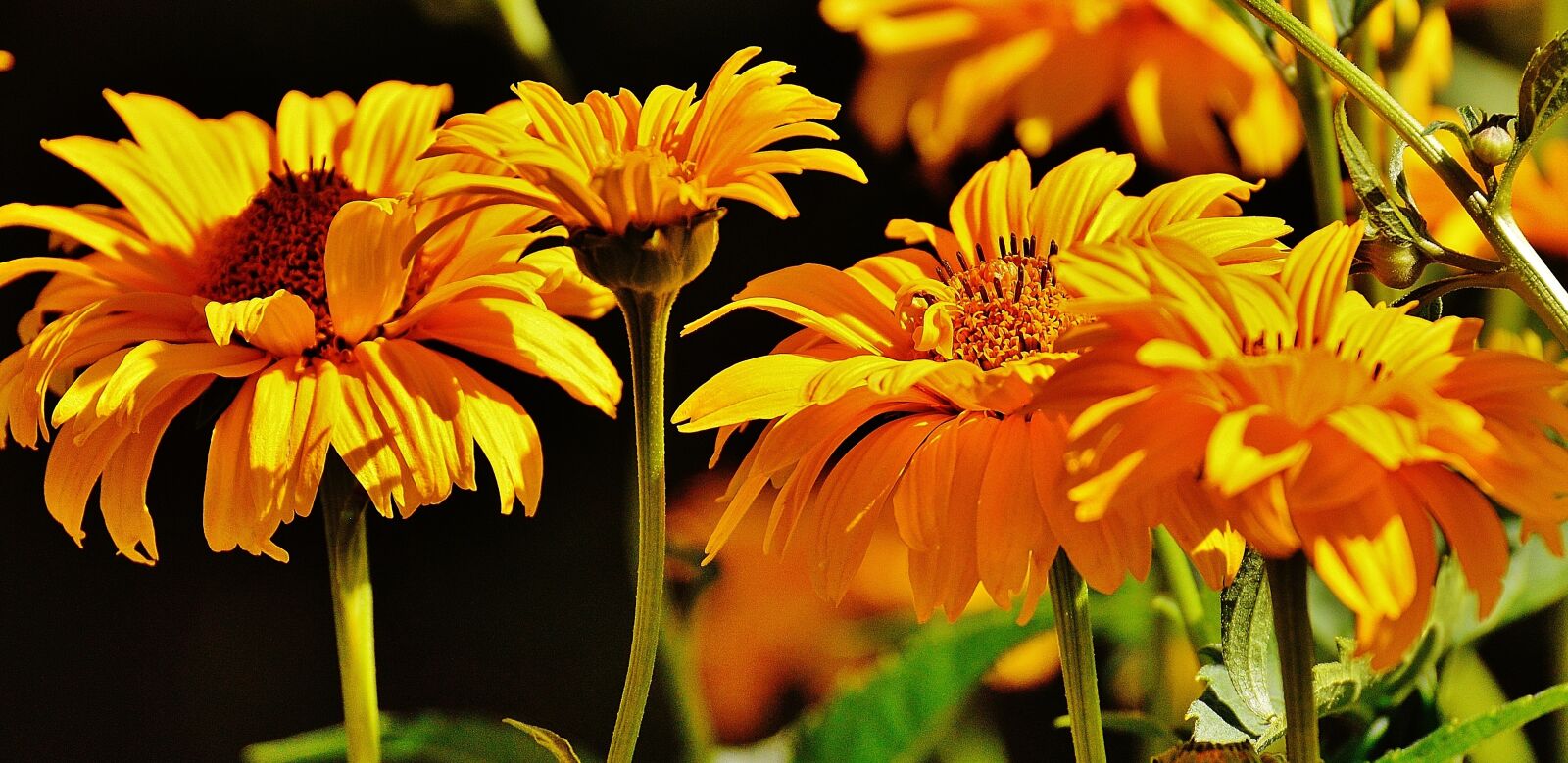 Nikon D3200 sample photo. Flower, yellow, blossom photography