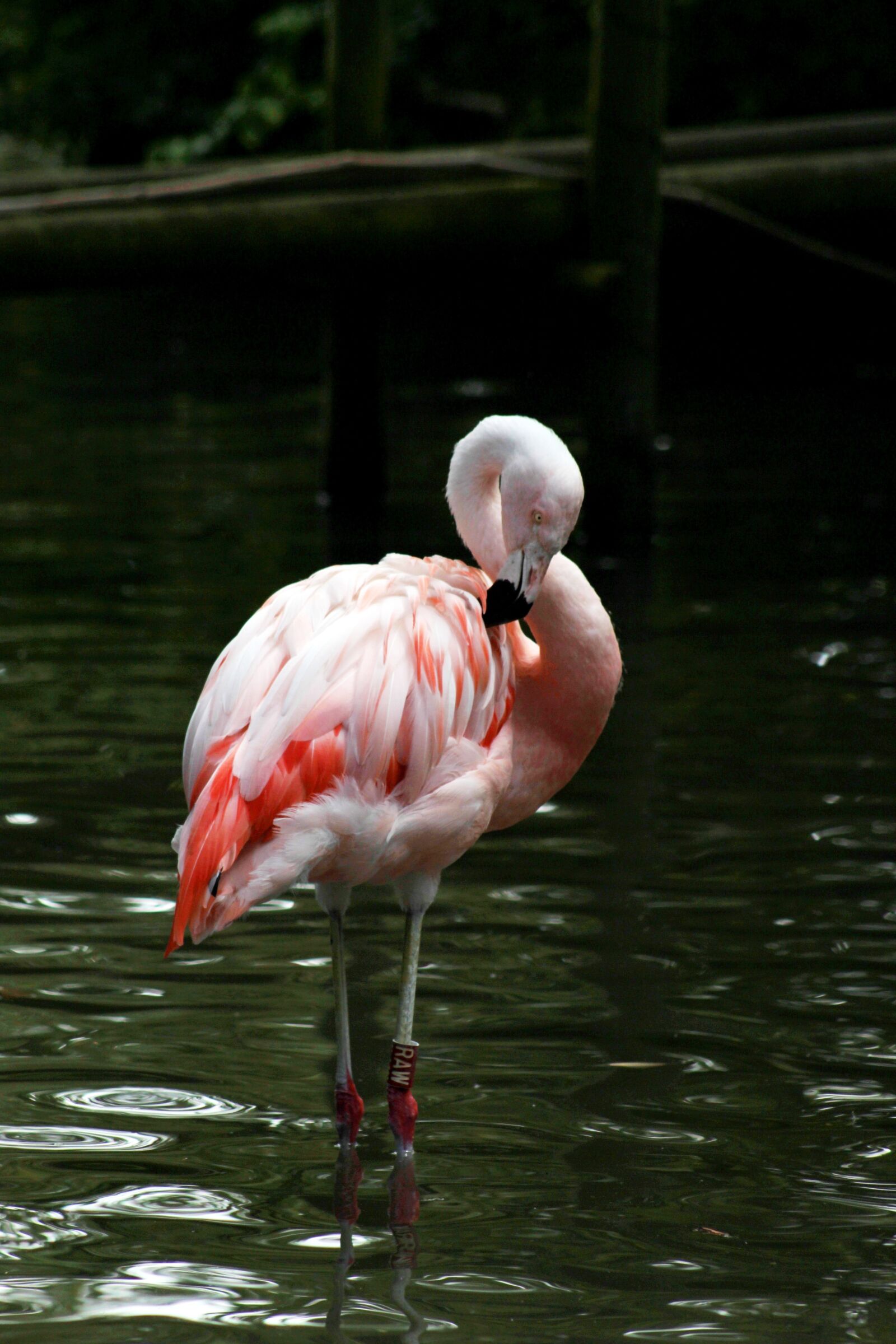 Canon EOS 600D (Rebel EOS T3i / EOS Kiss X5) sample photo. Bird, zoo, flamingo photography