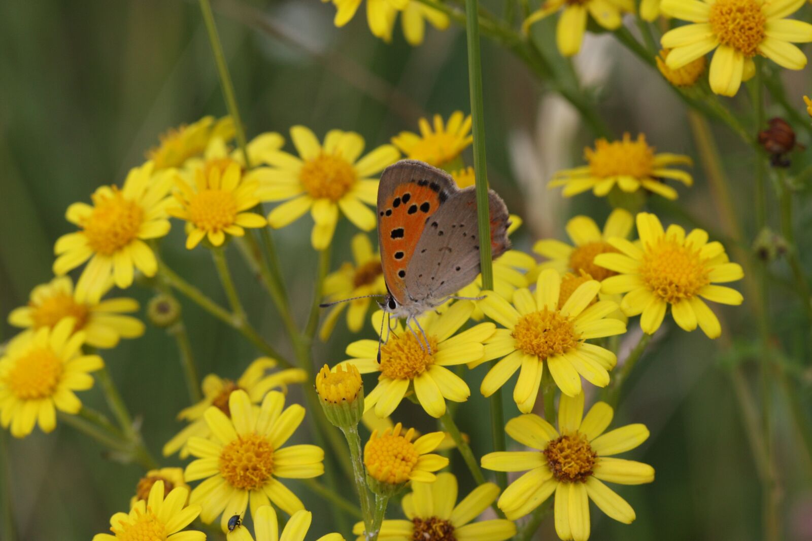 Canon EOS 40D sample photo. Flowers, yellow, butterfly photography