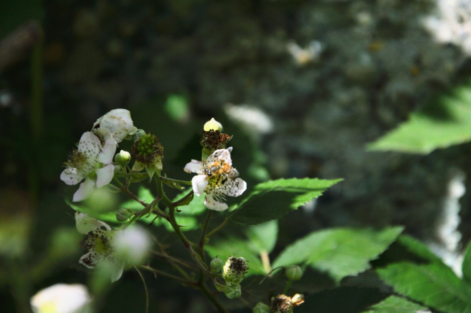 Nikon D3200 sample photo. Bee, pollen, flower photography