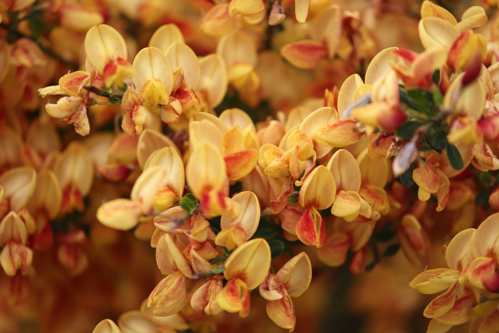 Canon EOS 200D (EOS Rebel SL2 / EOS Kiss X9) sample photo. Noble broom, orange, flowers photography