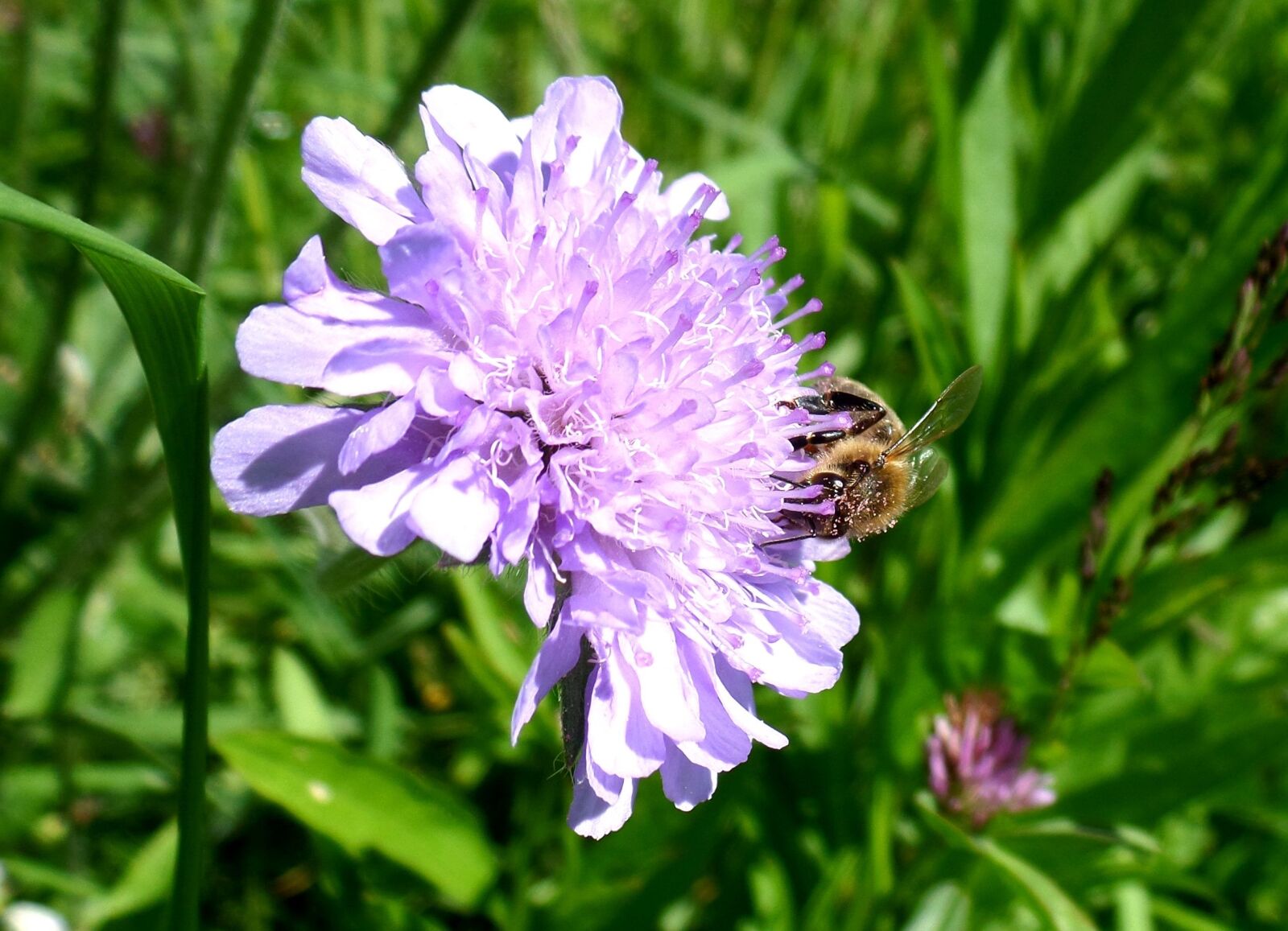 Samsung WB800F sample photo. Flower, purple, bee photography