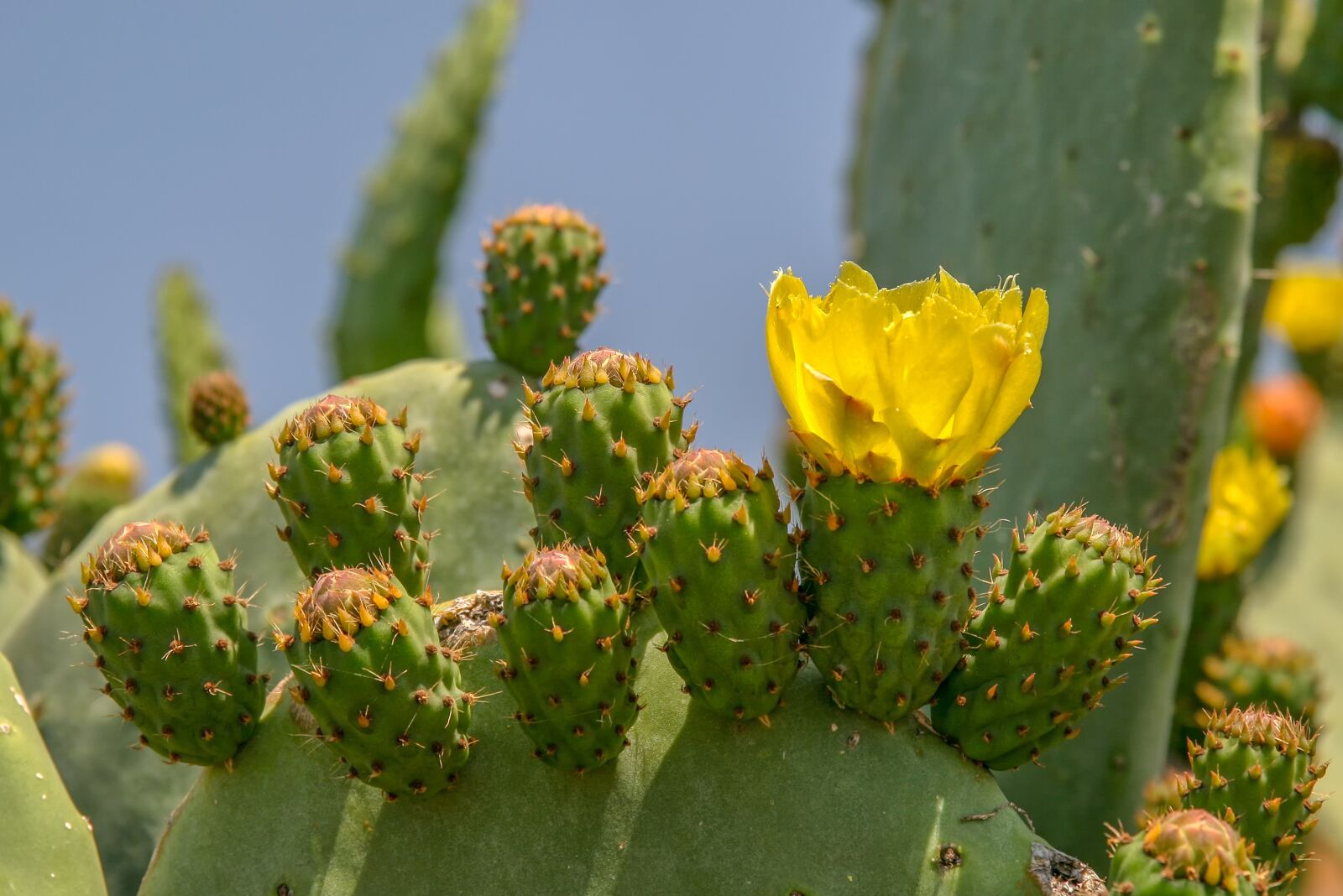 Canon EOS 400D (EOS Digital Rebel XTi / EOS Kiss Digital X) sample photo. Cactus, juice plant, thorn photography