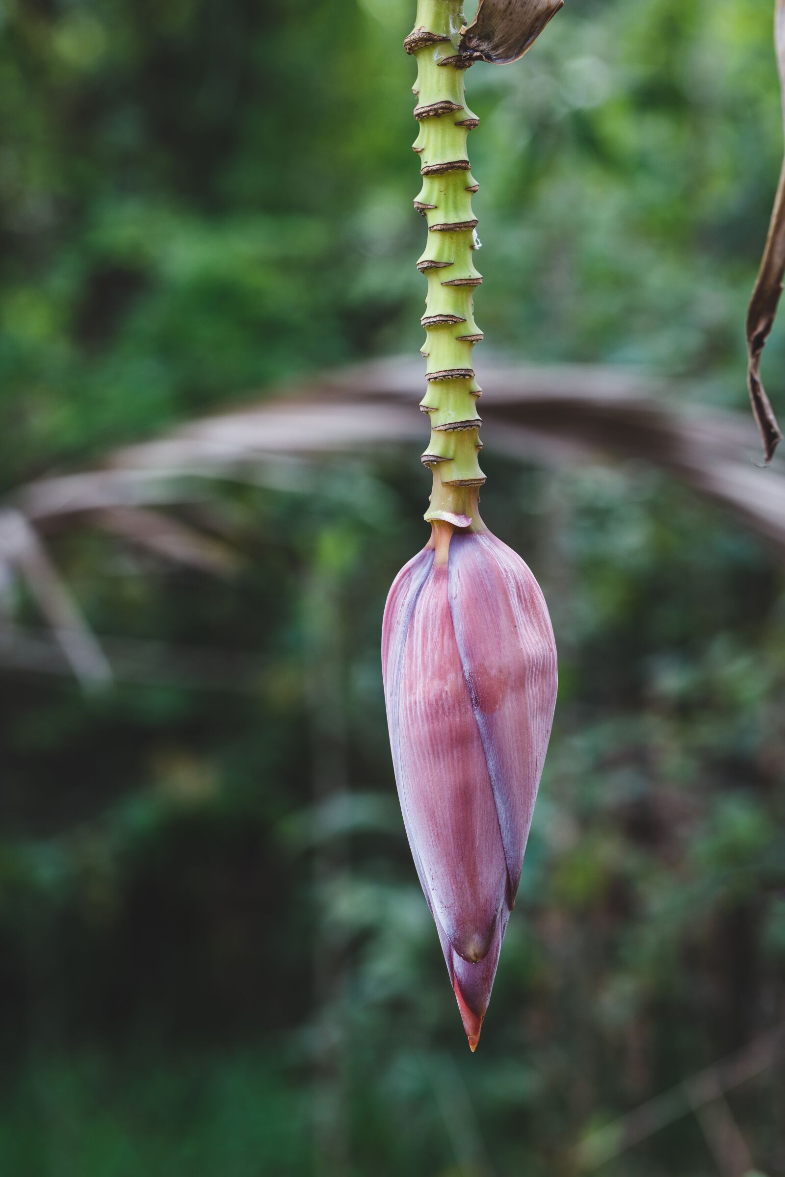 Canon EF 100mm F2.8L Macro IS USM sample photo. Flower, banana, banana flower photography