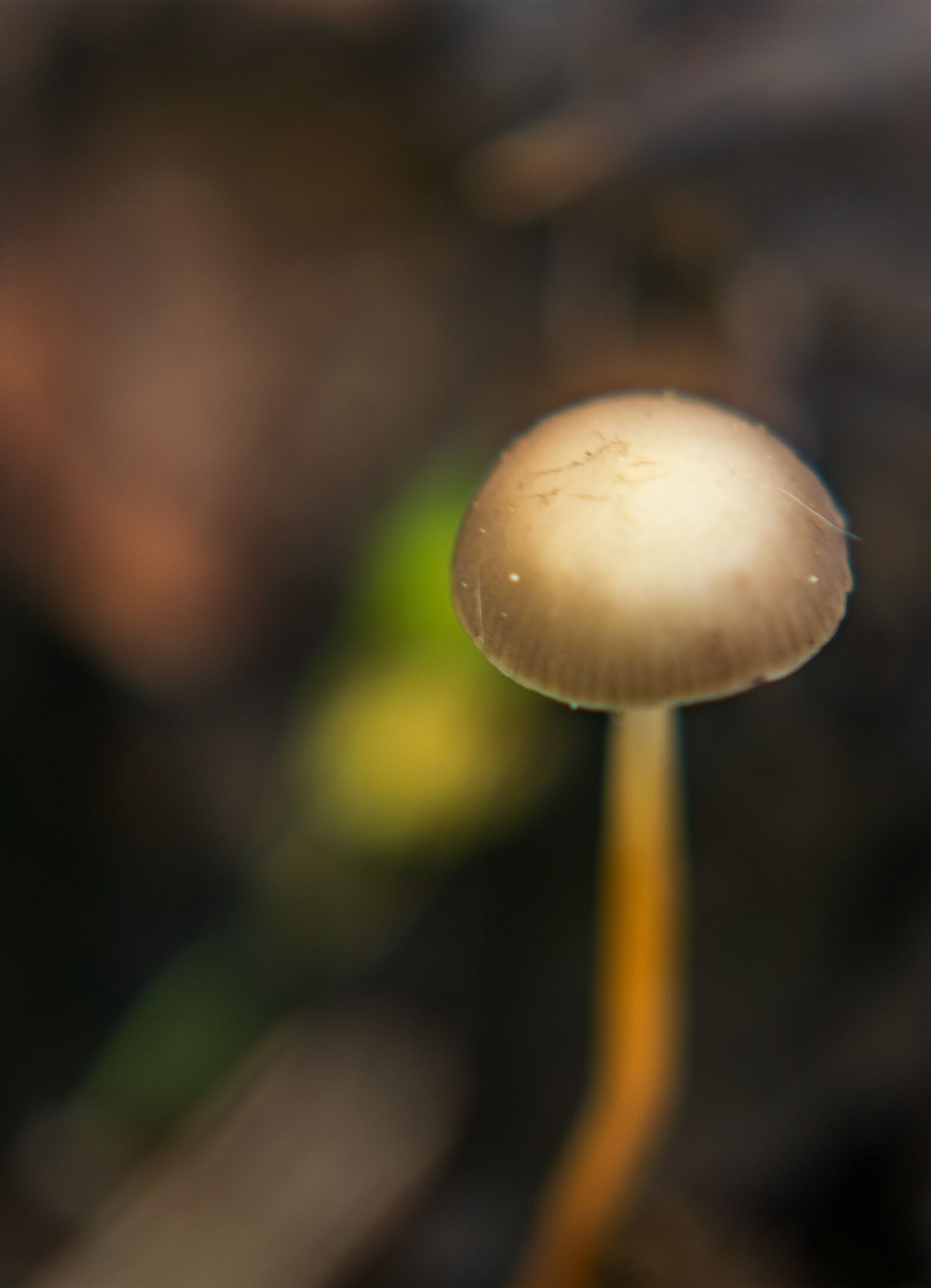 Nikon D5300 sample photo. Forest, leaf, boletus photography