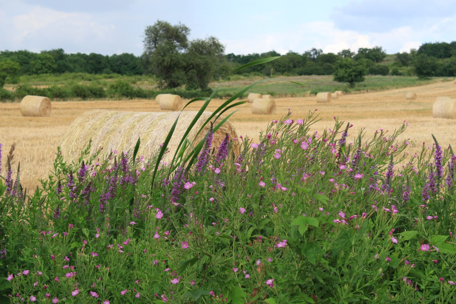 Canon EOS 100D (EOS Rebel SL1 / EOS Kiss X7) sample photo. Straw bale, straw, bale photography