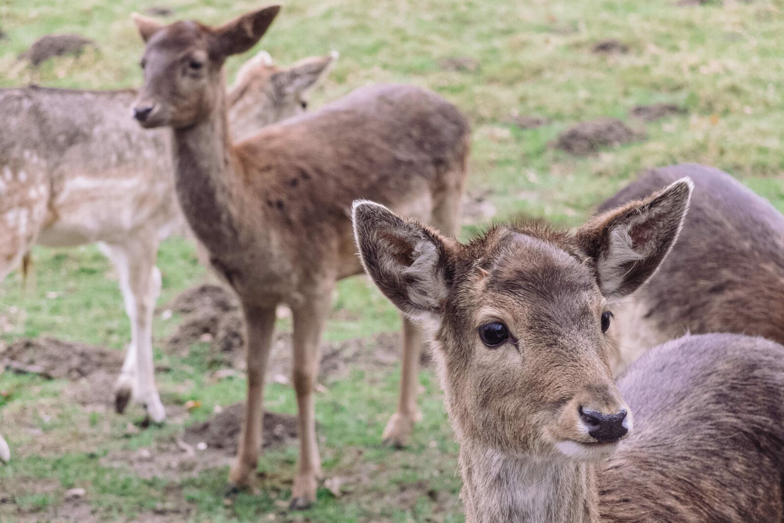 Fujifilm X20 sample photo. Animal, close-up, cute photography