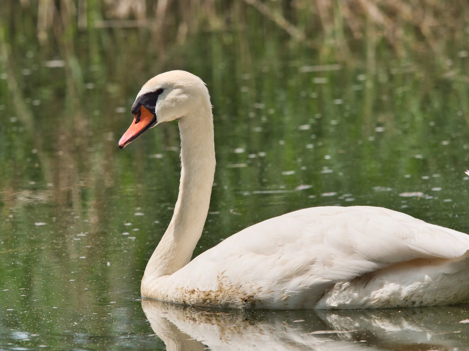 Panasonic Lumix DC-G9 sample photo. Swan, white, bird photography