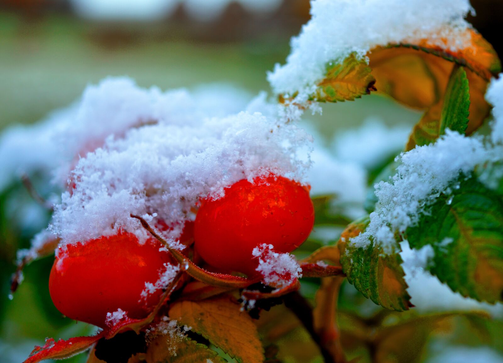 Nikon D3200 sample photo. Rose hip, snow, winter photography