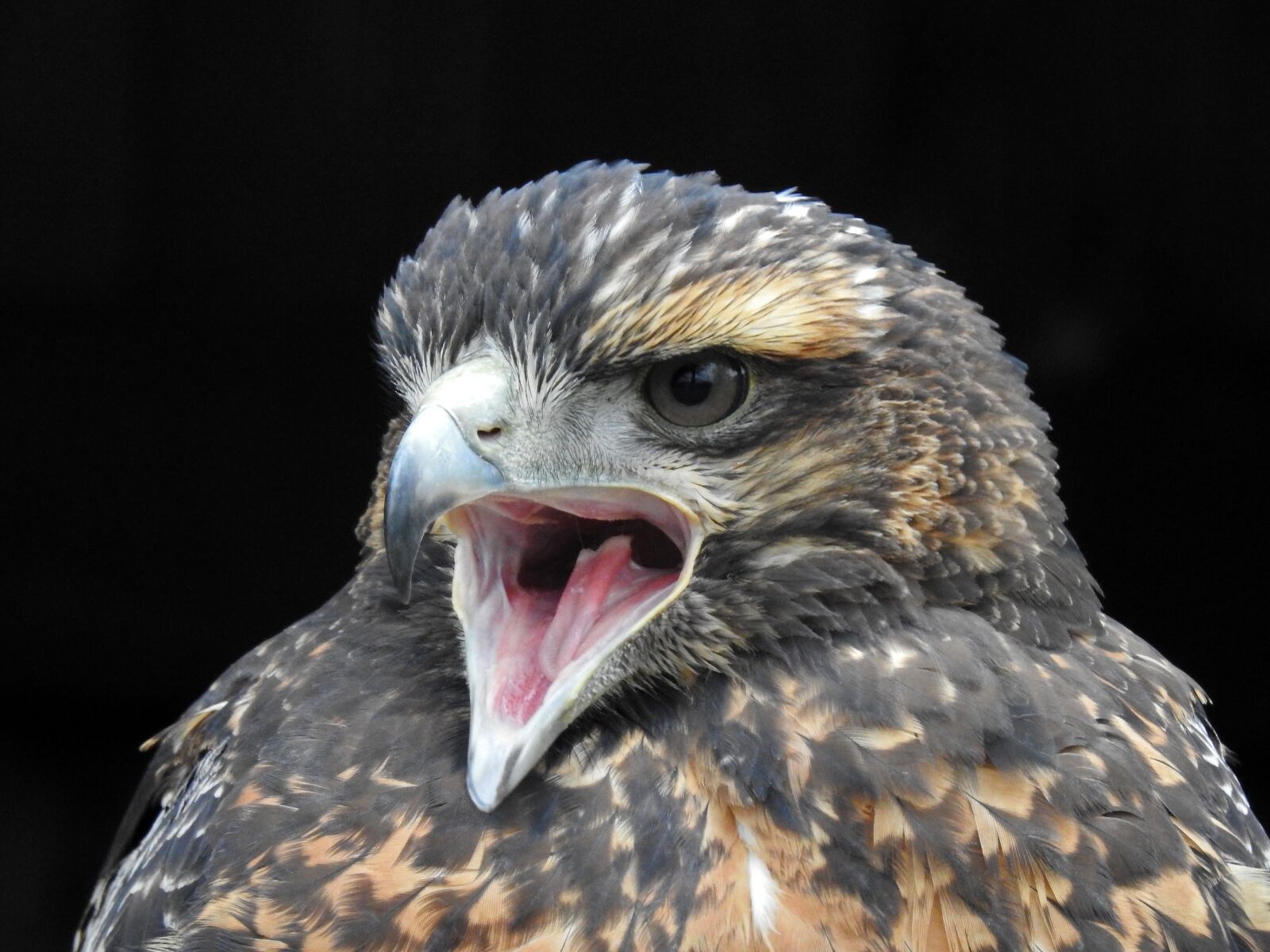 Nikon Coolpix P900 sample photo. Harris hawk, cry, bill photography