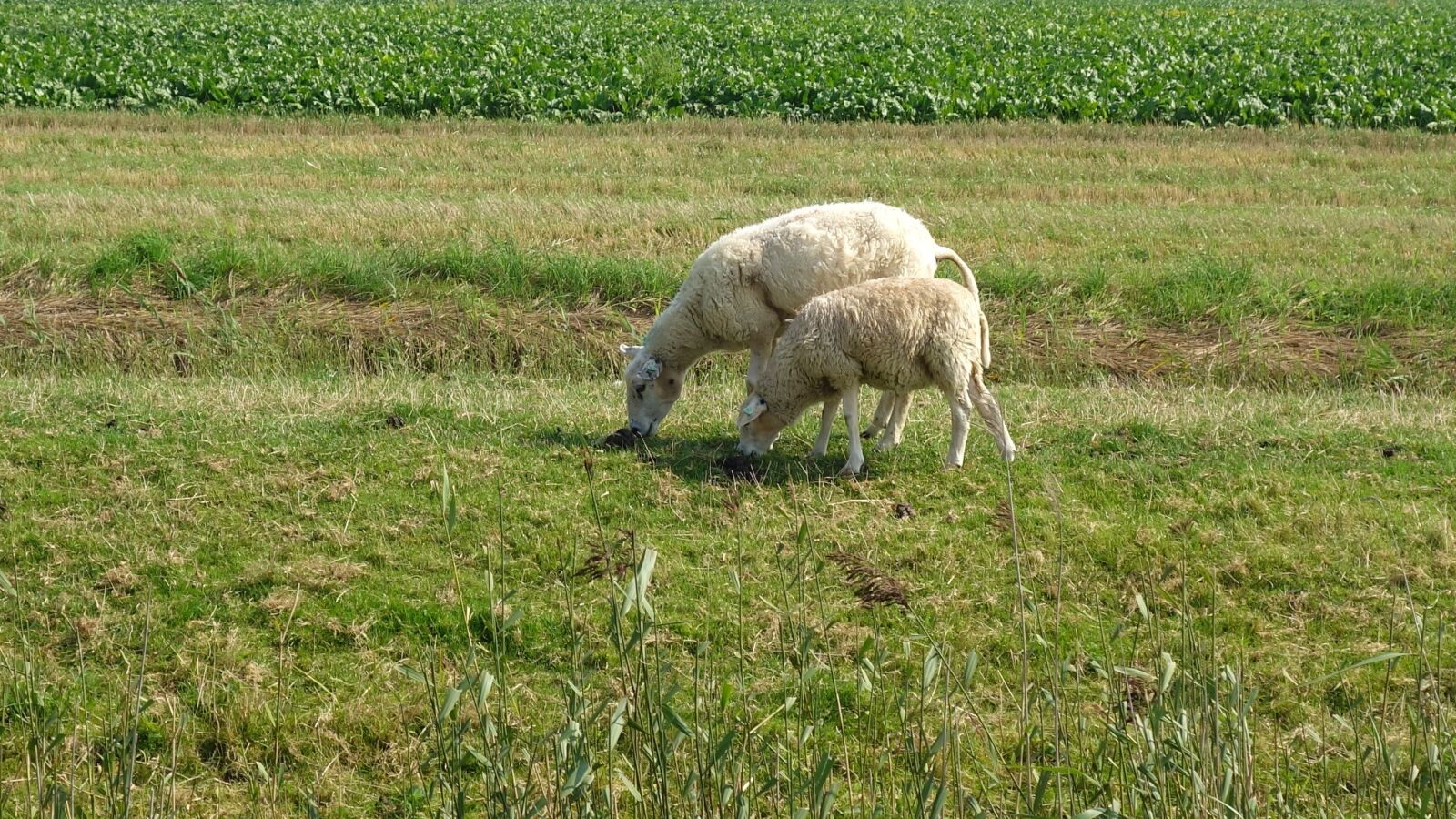 Sony Cyber-shot DSC-RX100 sample photo. Sheep, wool, sheep's wool photography