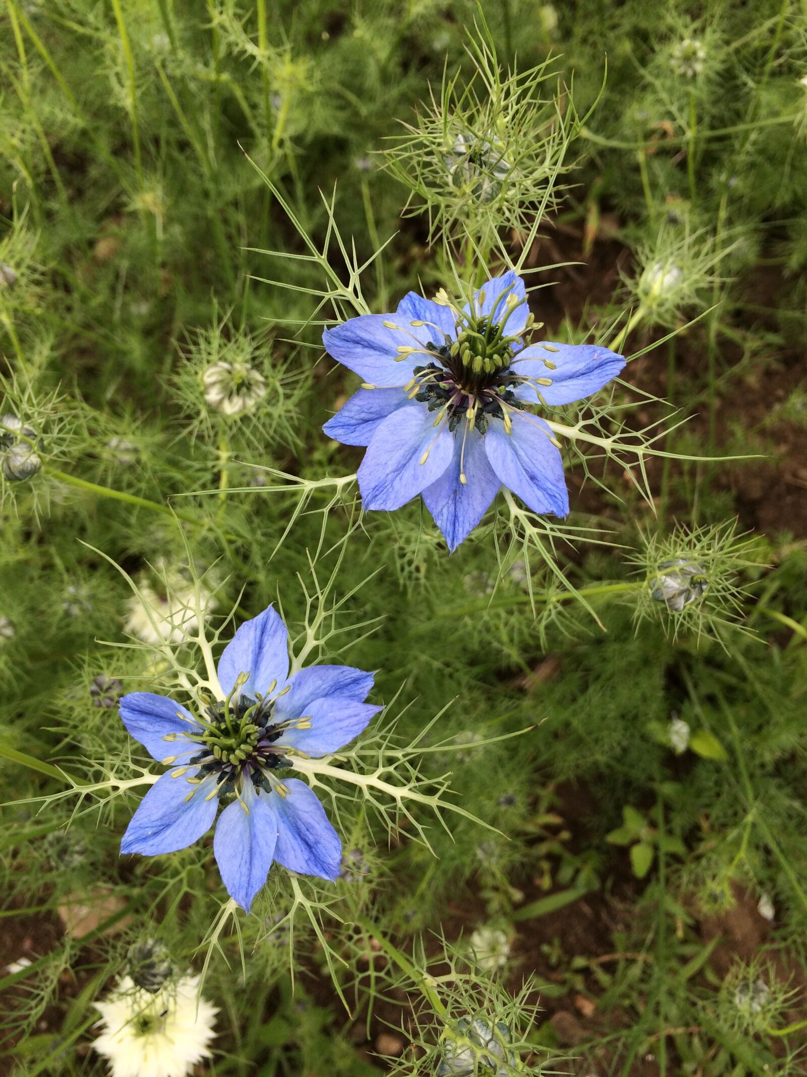 iPhone 5s back camera 4.15mm f/2.2 sample photo. Flower, love-in-a-mist, blue photography