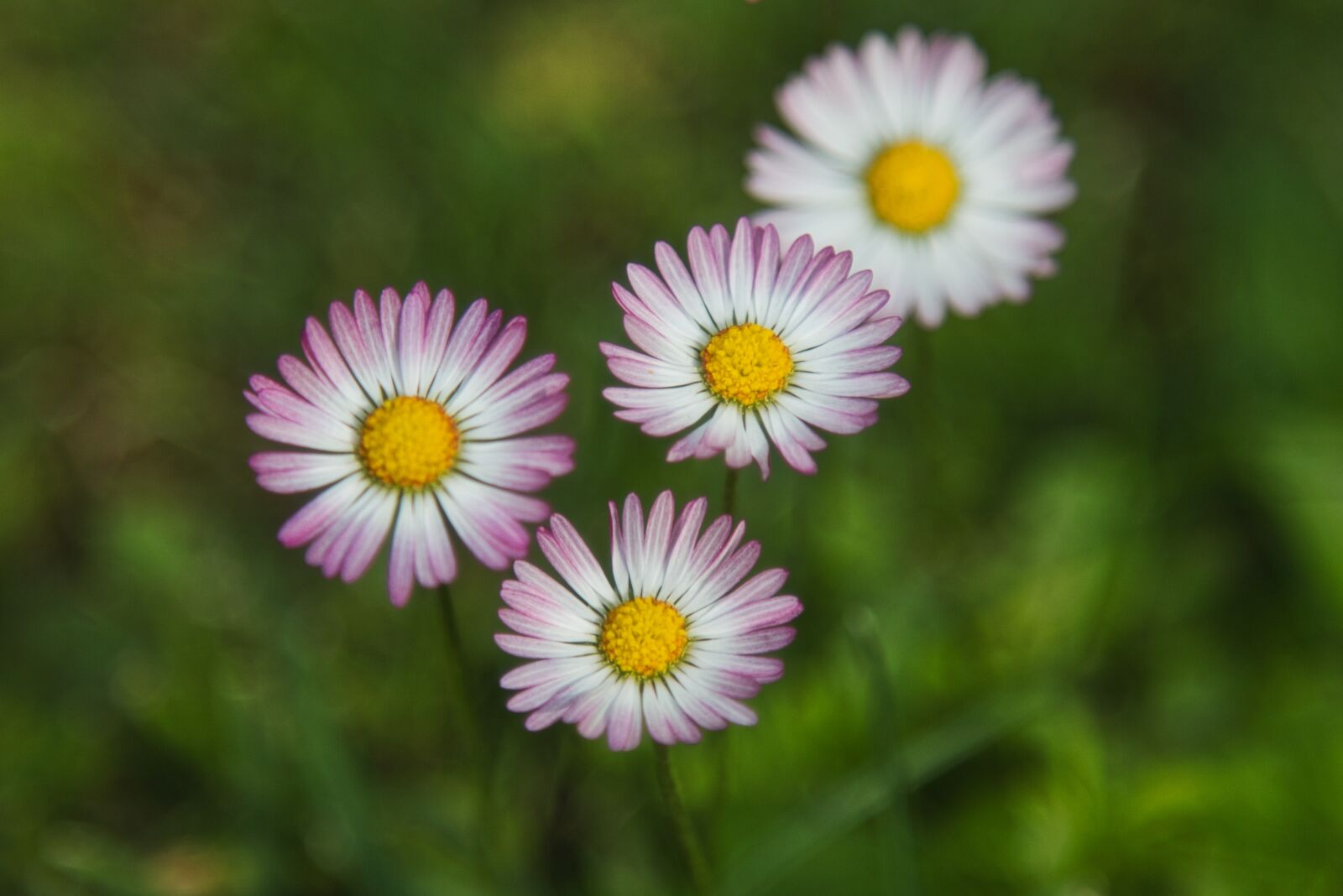 Canon EOS 70D + Canon EF 24-105mm F4L IS USM sample photo. Daisy, summer, meadow photography