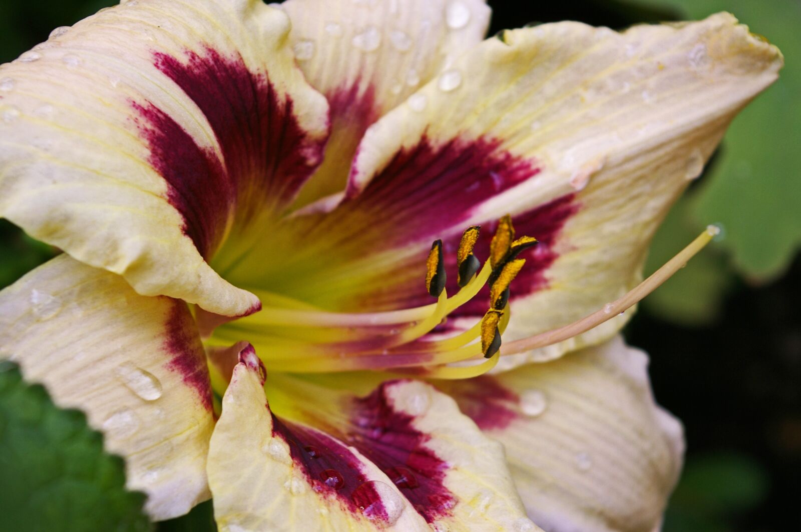 Pentax *ist DL2 sample photo. Daylily, blossom, bloom photography