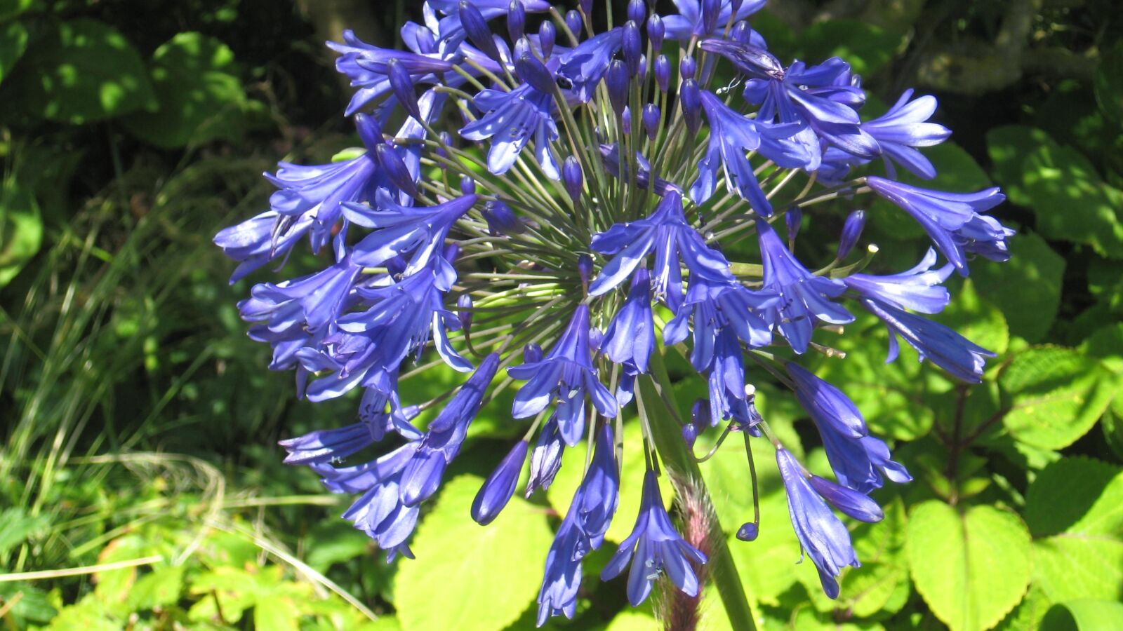 Canon POWERSHOT A560 sample photo. Flower, blue, nature photography