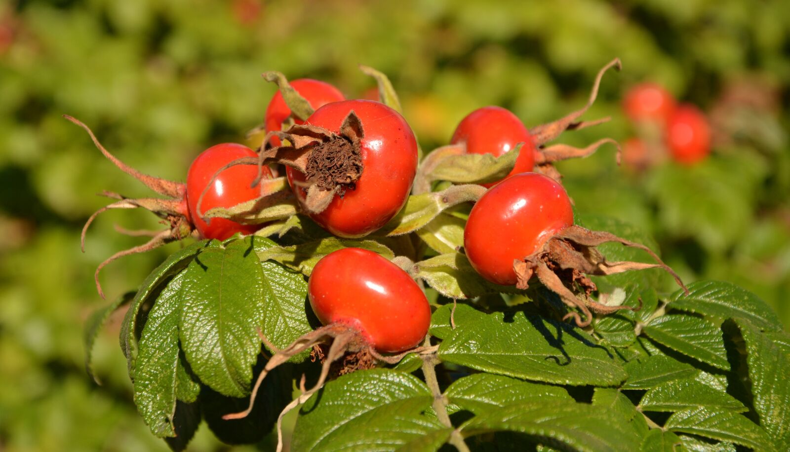 Nikon D5200 sample photo. Rose hip, wild rose photography