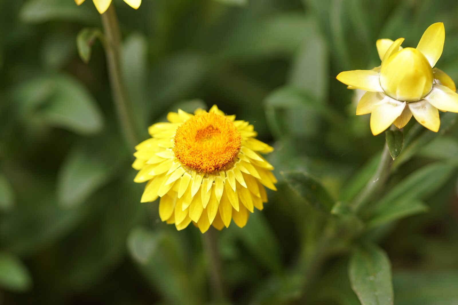 Sony SLT-A68 sample photo. Paper flower, yellow, garden photography