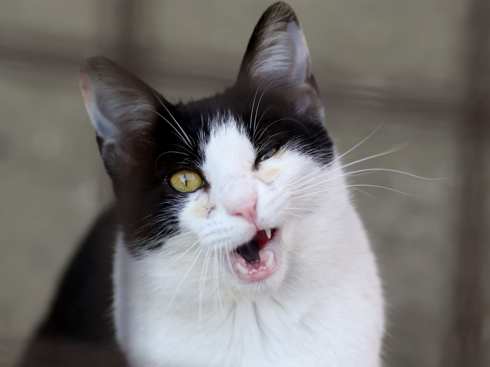 Canon EF 85mm F1.8 USM sample photo. Cat, white, black photography