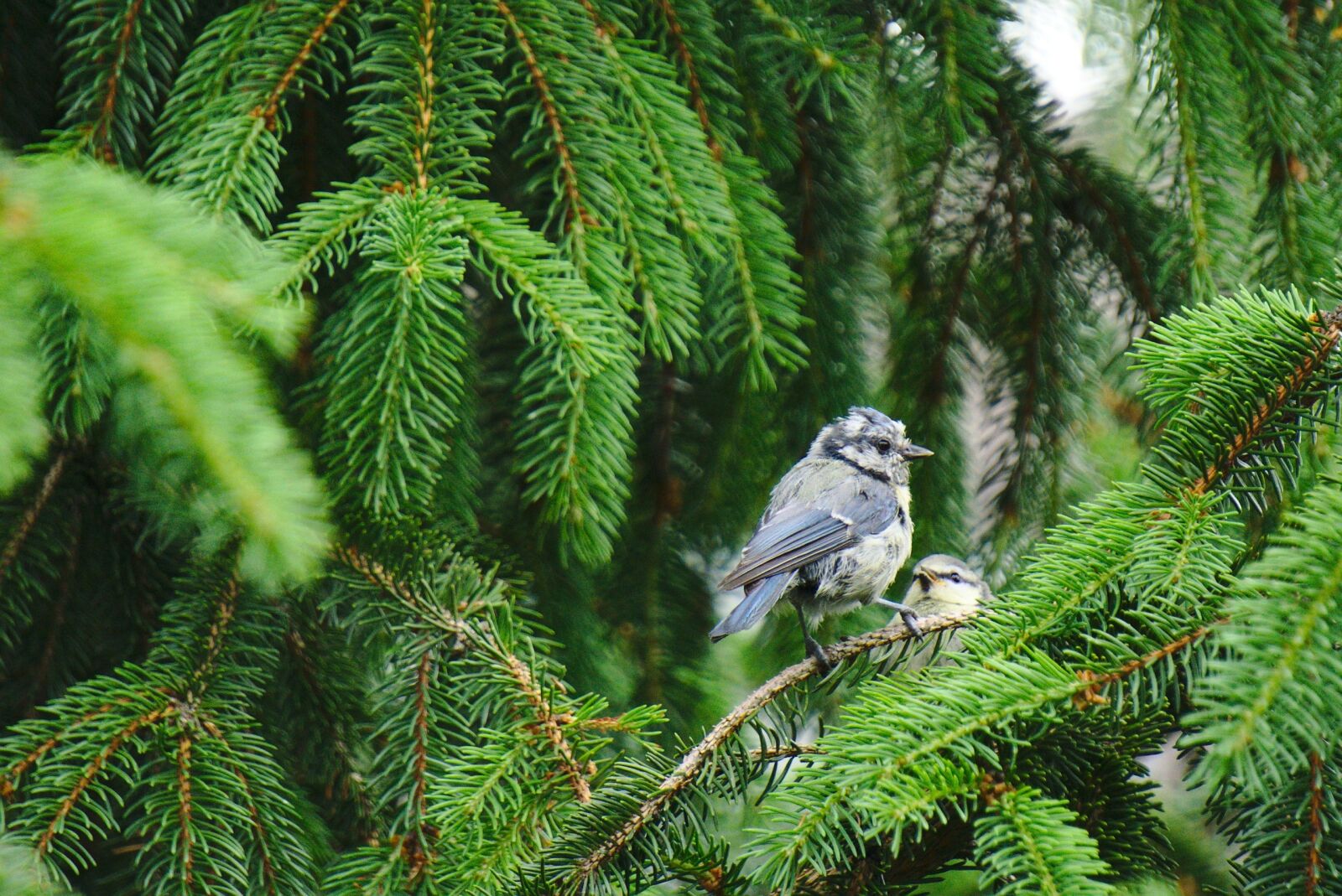 Sony E 55-210mm F4.5-6.3 OSS sample photo. Blue tit, fir, feeding photography
