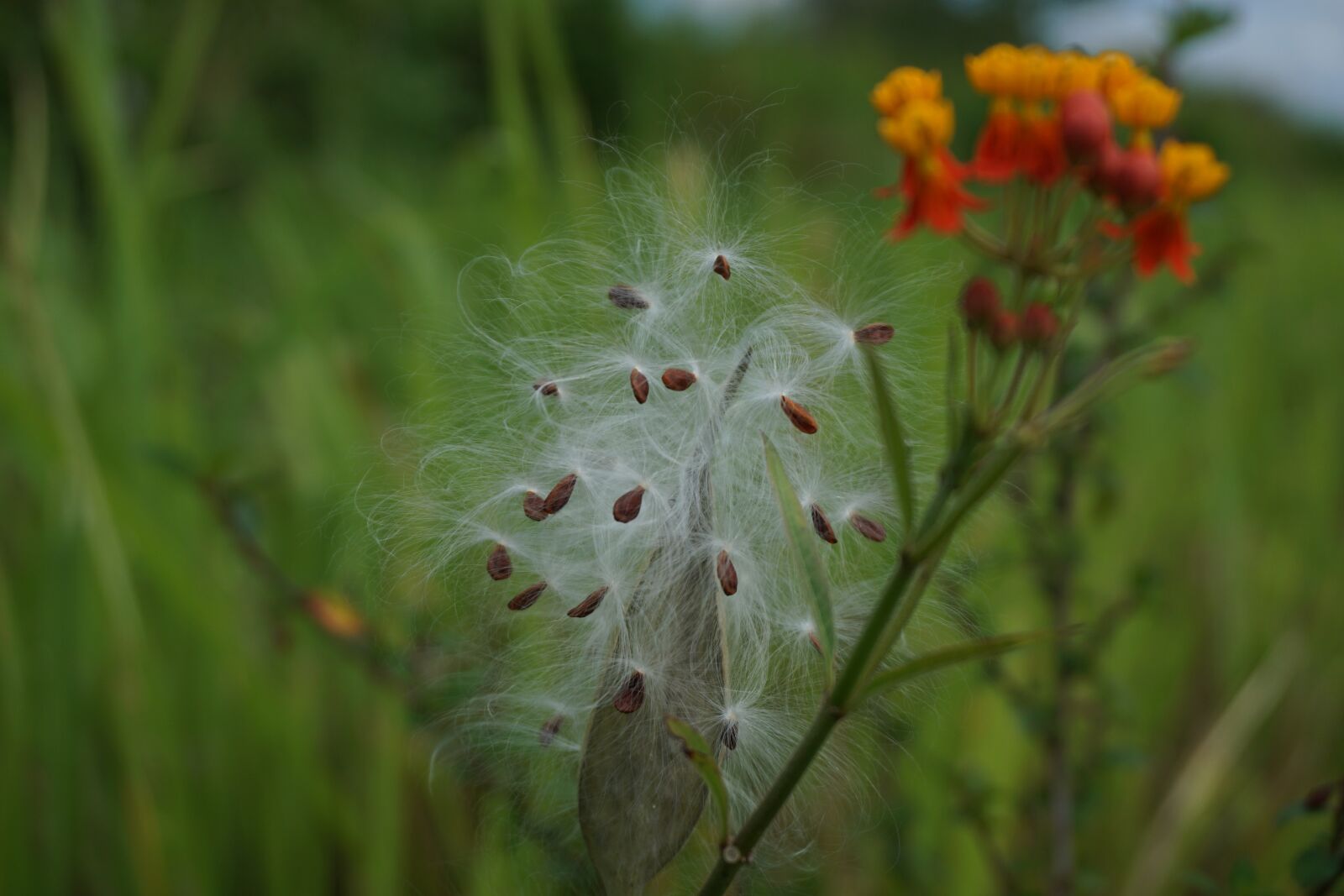 Sony E 16-50mm F3.5-5.6 PZ OSS sample photo. Seeds, cotton, cotton tree photography