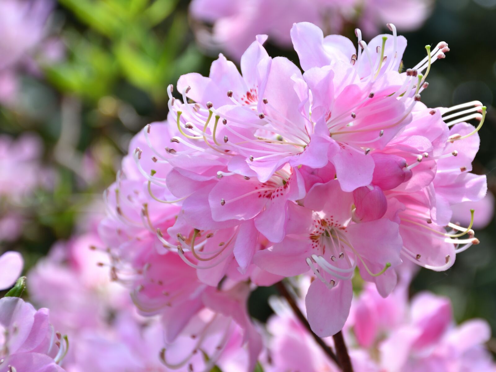Nikon D5500 sample photo. Rhododendron, flower, plant photography