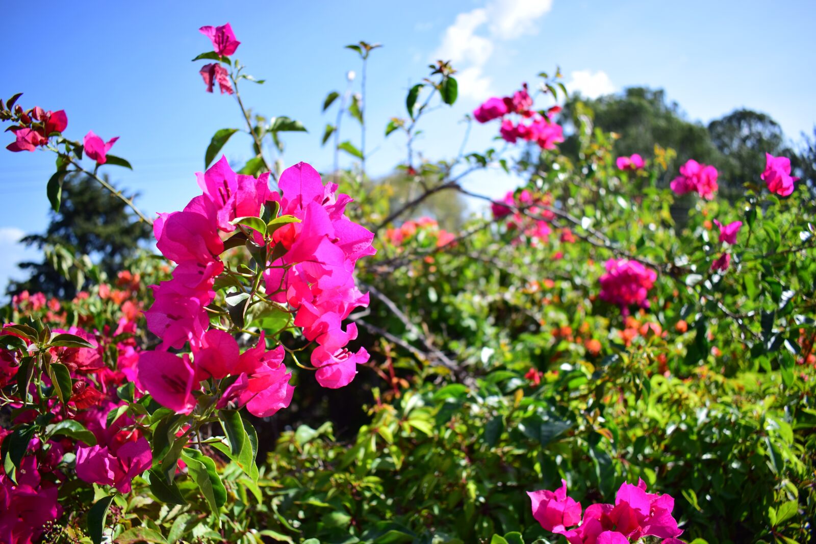 Nikon D3300 sample photo. Flowers, landscape, spring photography