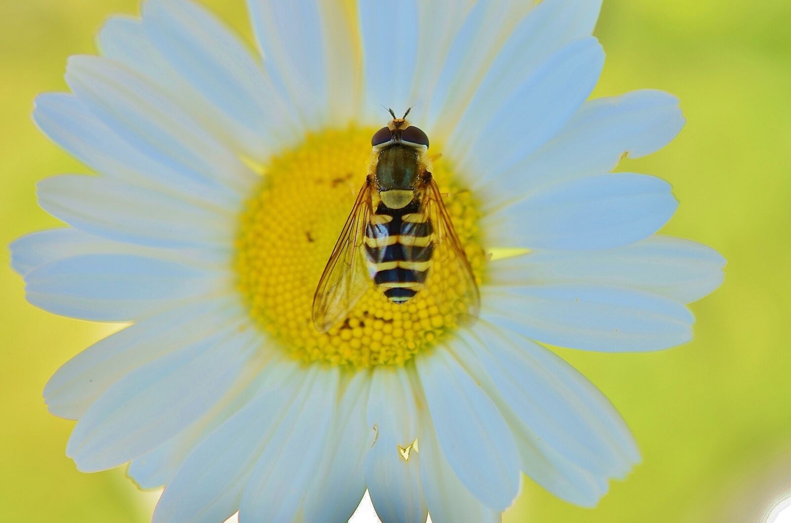 Nikon D7000 sample photo. Daisy, wasp, yellow photography