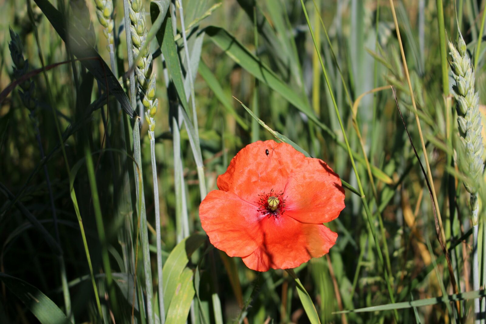 Canon EOS 100D (EOS Rebel SL1 / EOS Kiss X7) sample photo. Poppy, field, nature photography