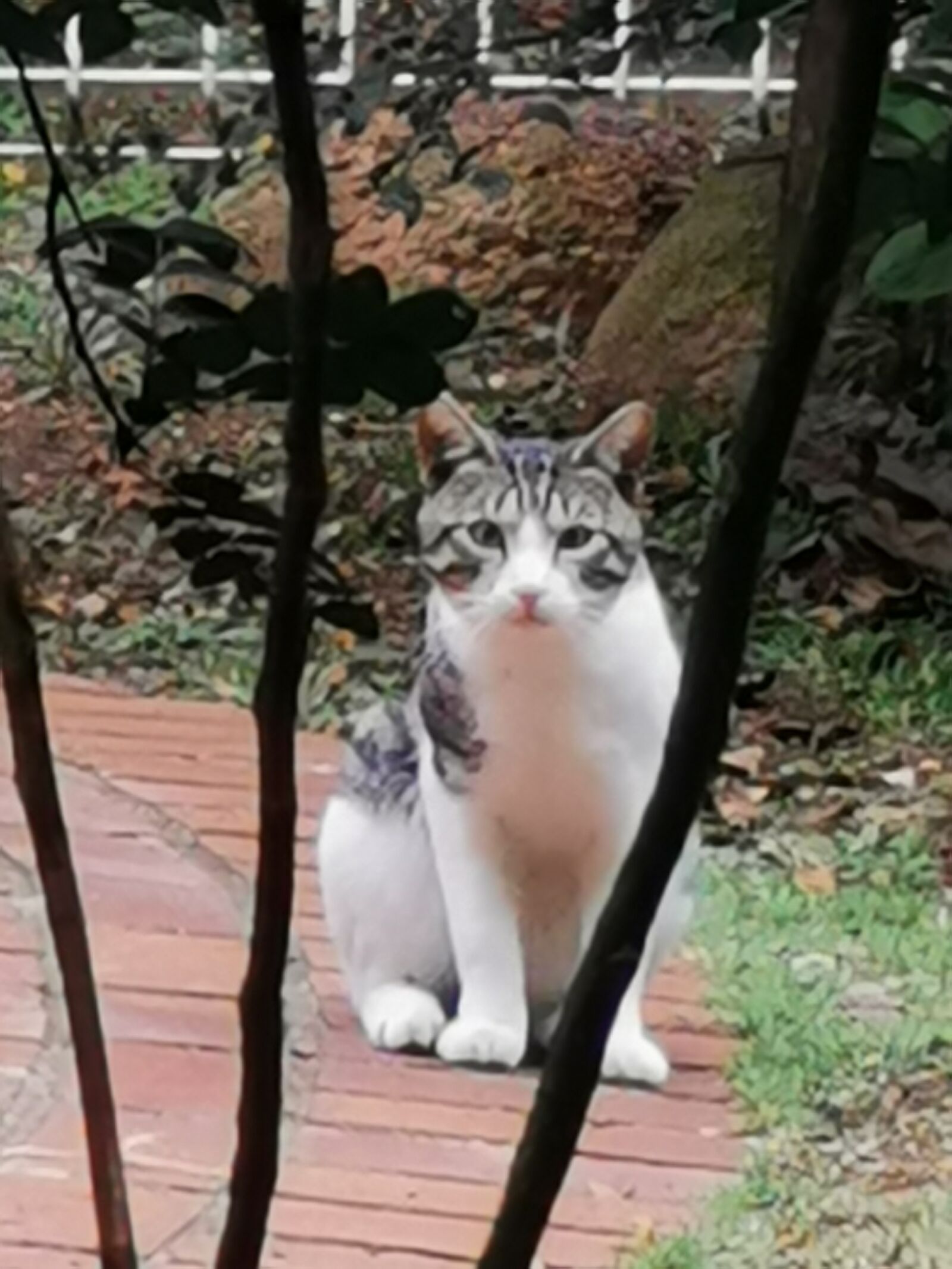 HUAWEI P30 Pro sample photo. Cat, angry cat, cute photography