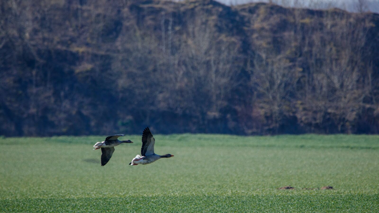150-600mm F5-6.3 DG OS HSM | Contemporary 015 sample photo. Wilgans, flight, meadow photography