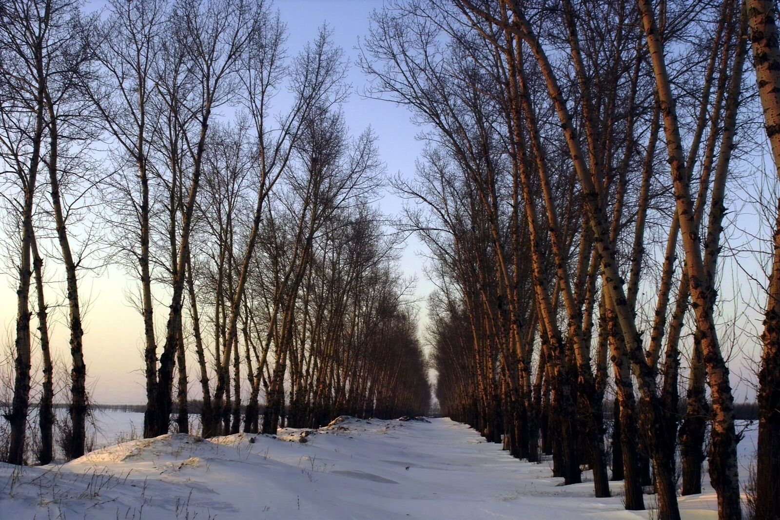 Sigma SD14 sample photo. The scenery, snow, woods photography