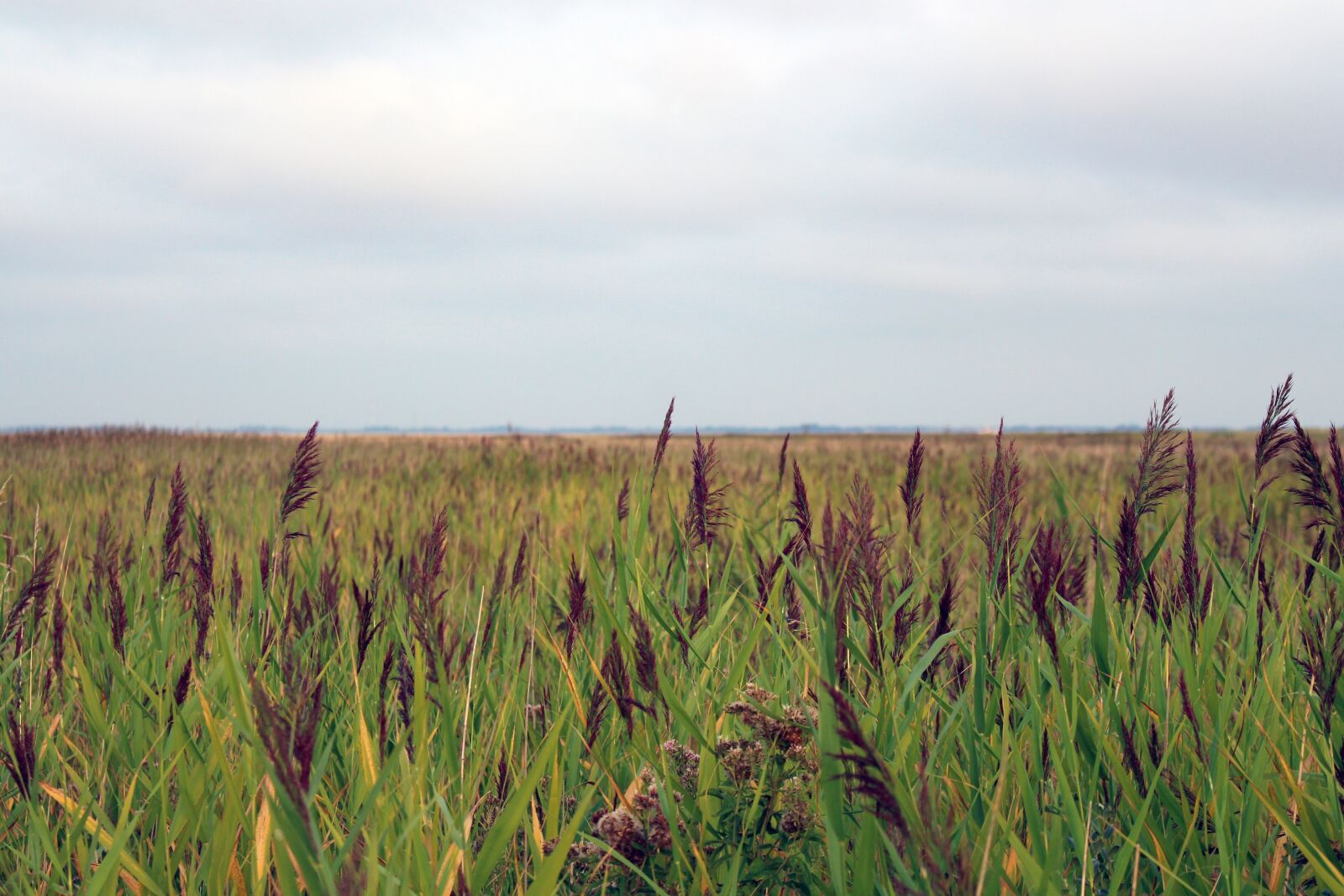 Canon EOS 700D (EOS Rebel T5i / EOS Kiss X7i) sample photo. Langeoog, reed, nature photography